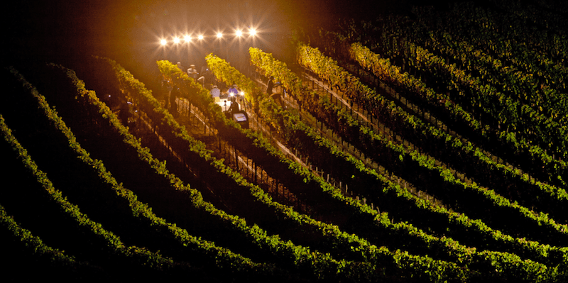 CALIFORNIA WINE 2017 HARVEST REPORT