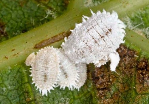 Mealybug Management – In or Out of Sync
