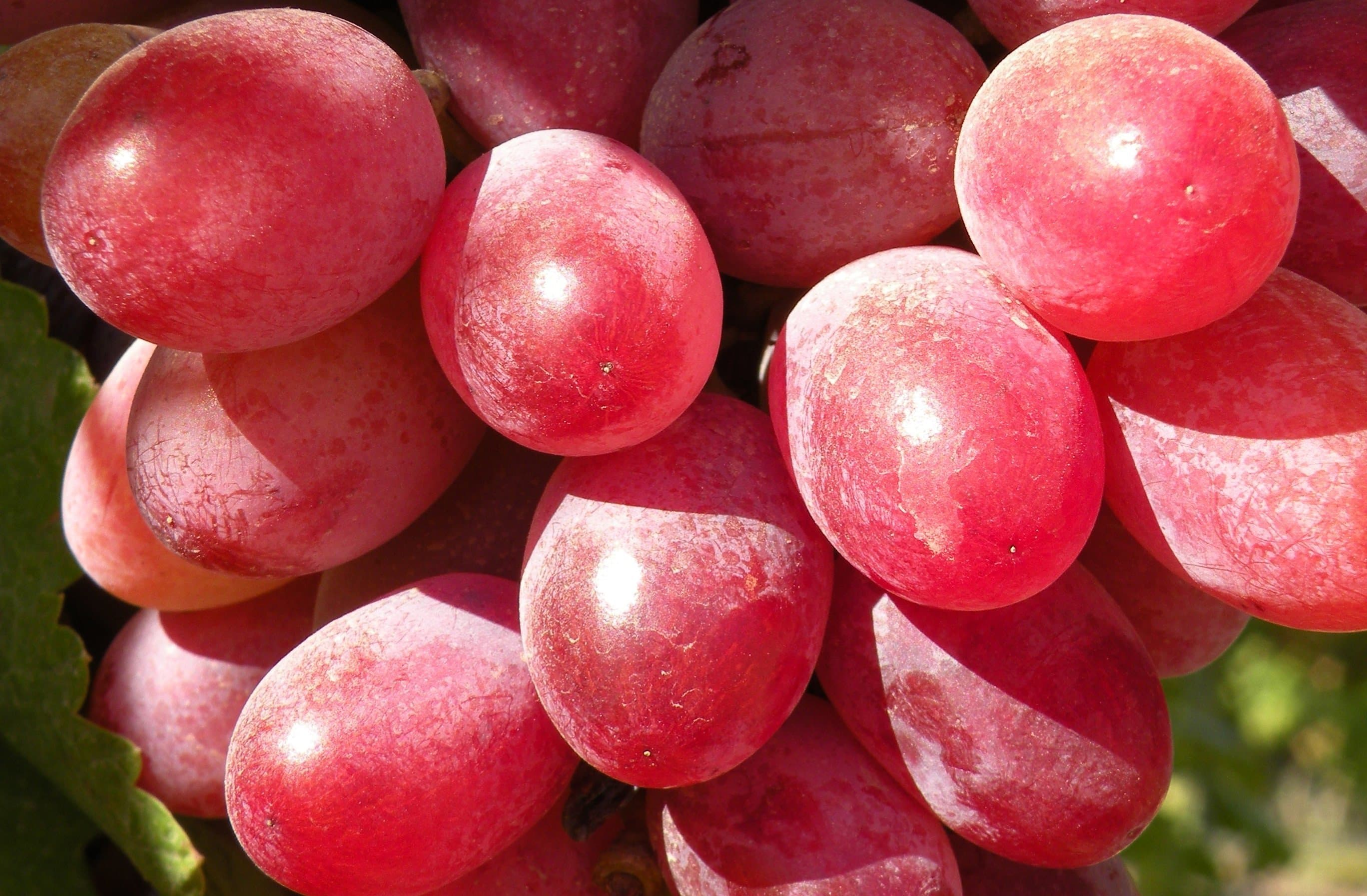 California Table Grapes are the World’s Best