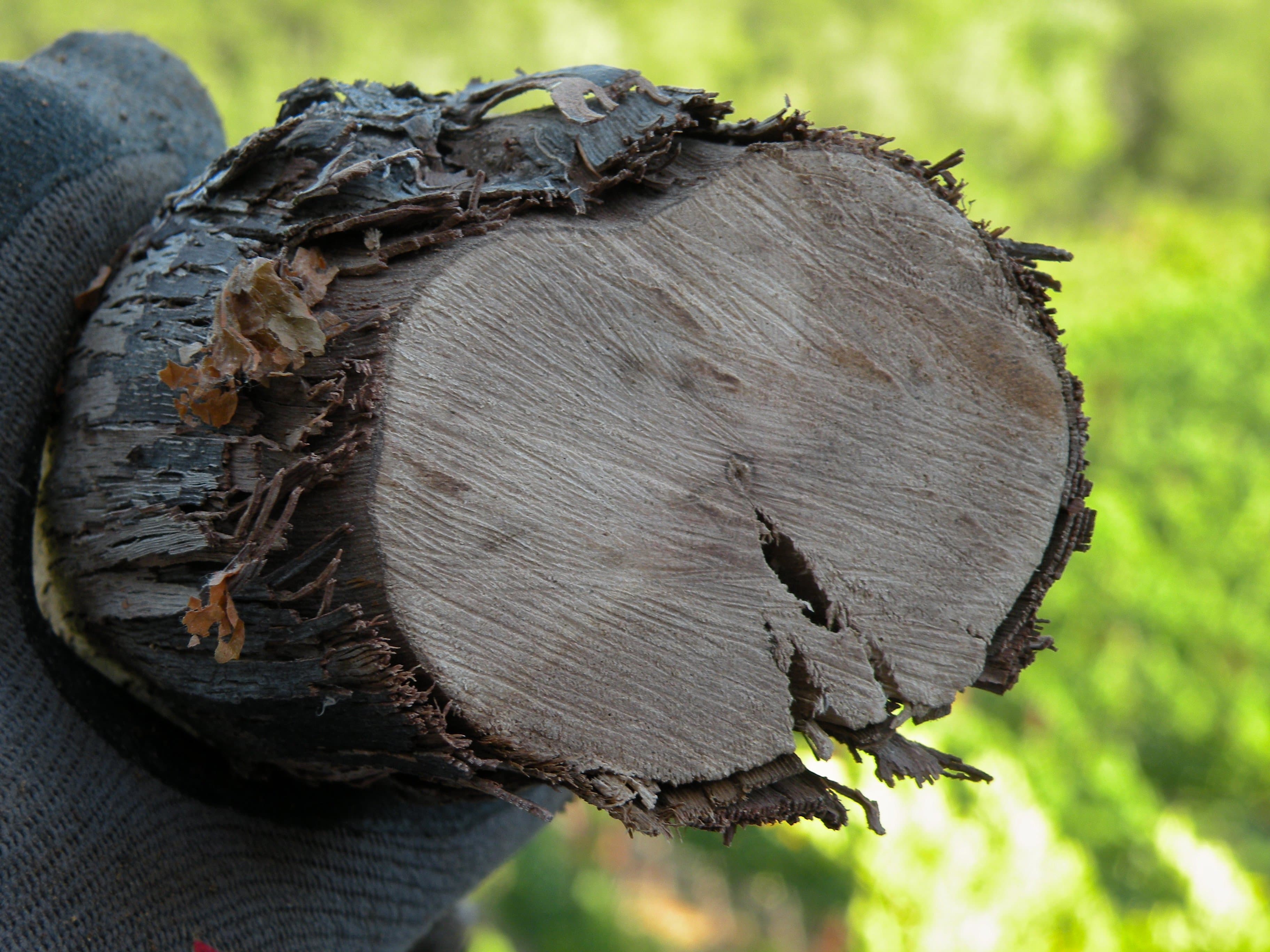 Best Practices with Doug Gubler for Preventing Trunk Diseases in Grapevines