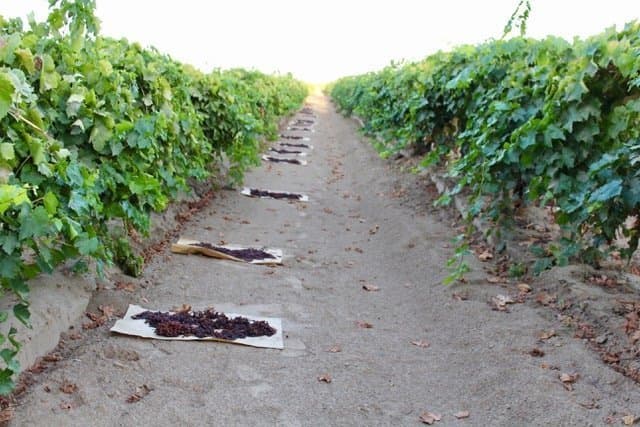 Short 2017 Crop Forces Allocation of CA Raisins