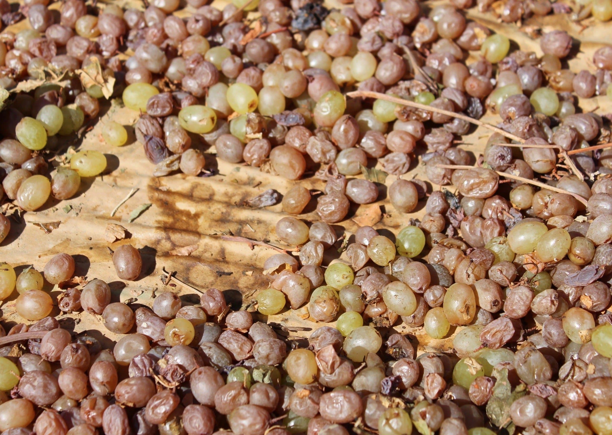 Rainstorm Pushes Back Raisin Price Negotiations