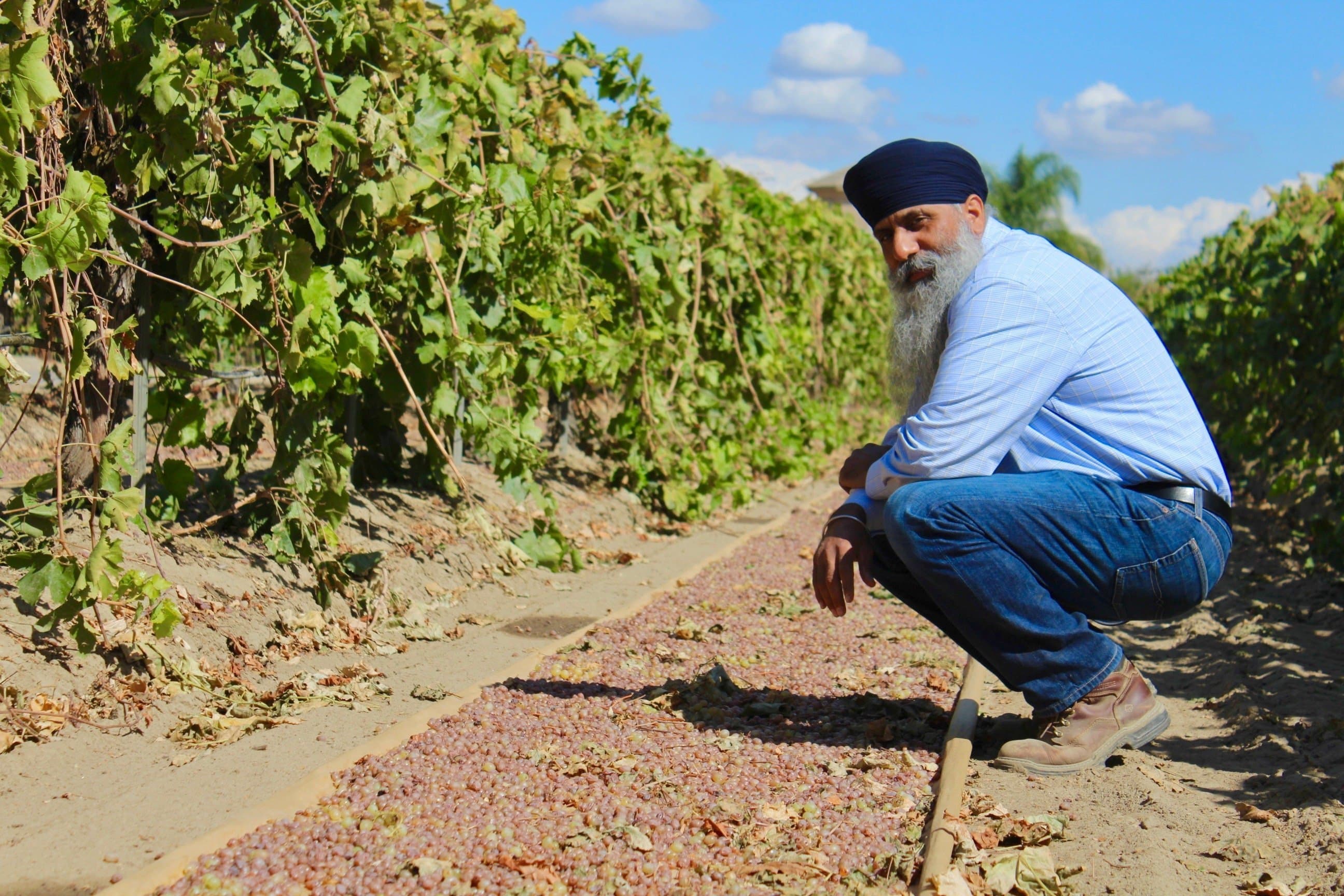 Drying Raisins after the Storm with Kingsburg Raisin Grower Jaswant Bal