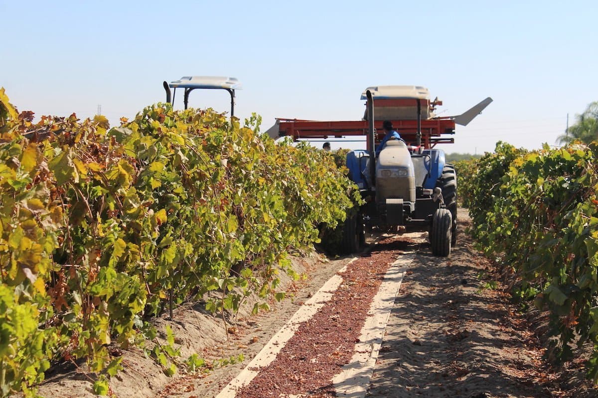 RBA Announces 2017 Raisin Field Price