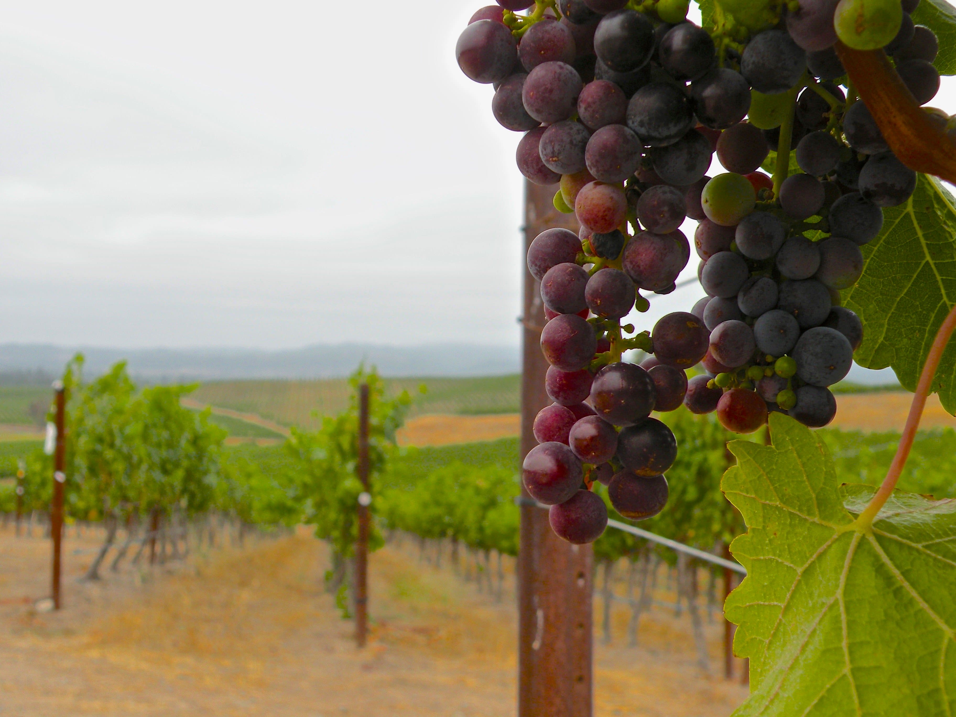 Positive Economic Trends Reflect well on CA Coastal Wine Industry