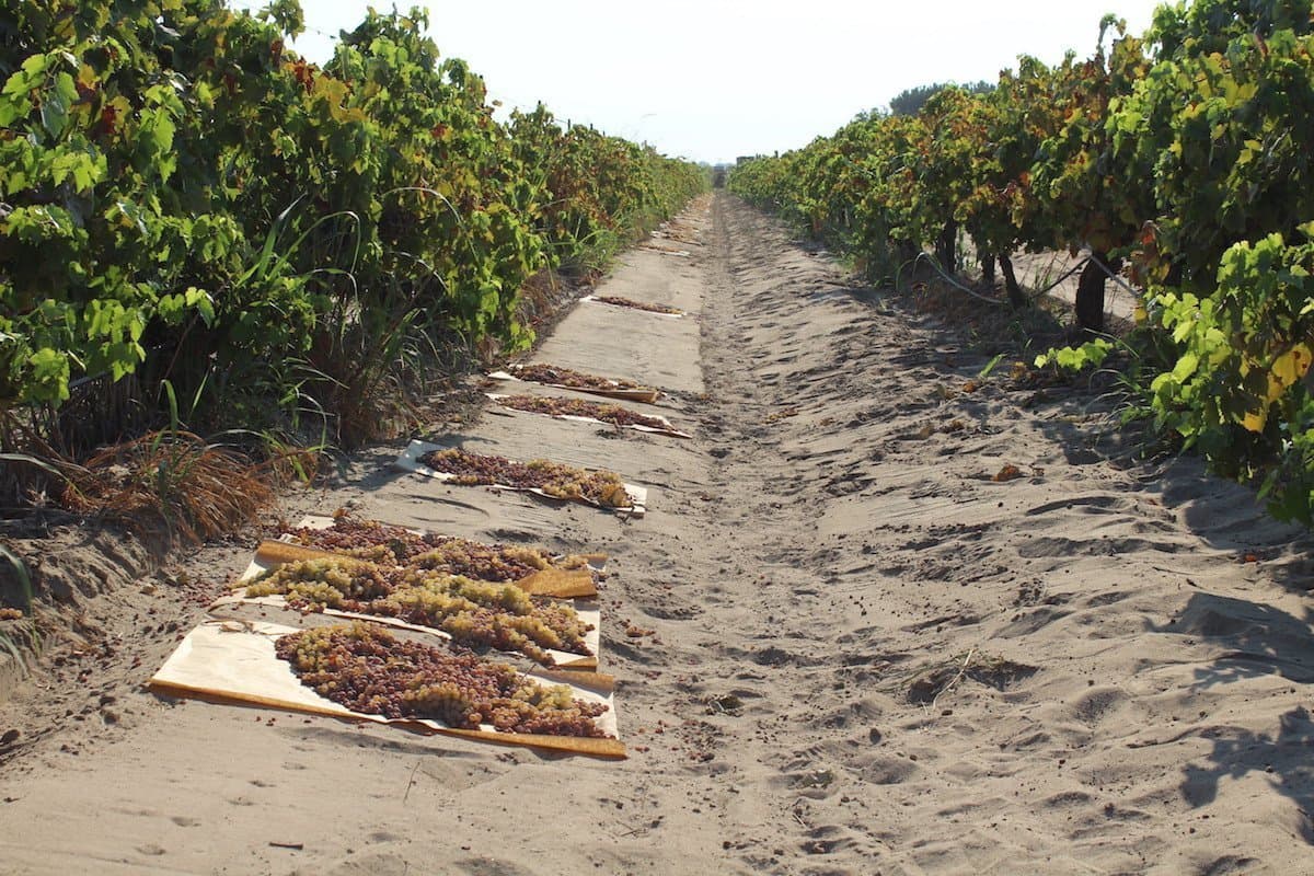 California Raisin Crop Forecast Down, Value Increasing