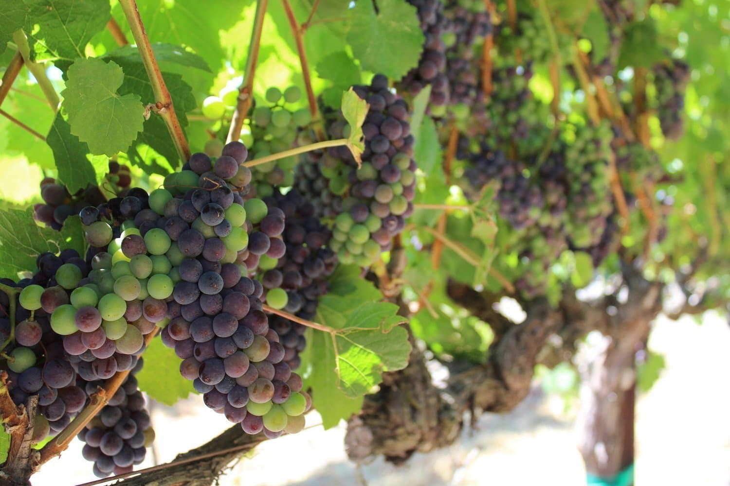 Update on Wine Grape Exemption Status from FSMA