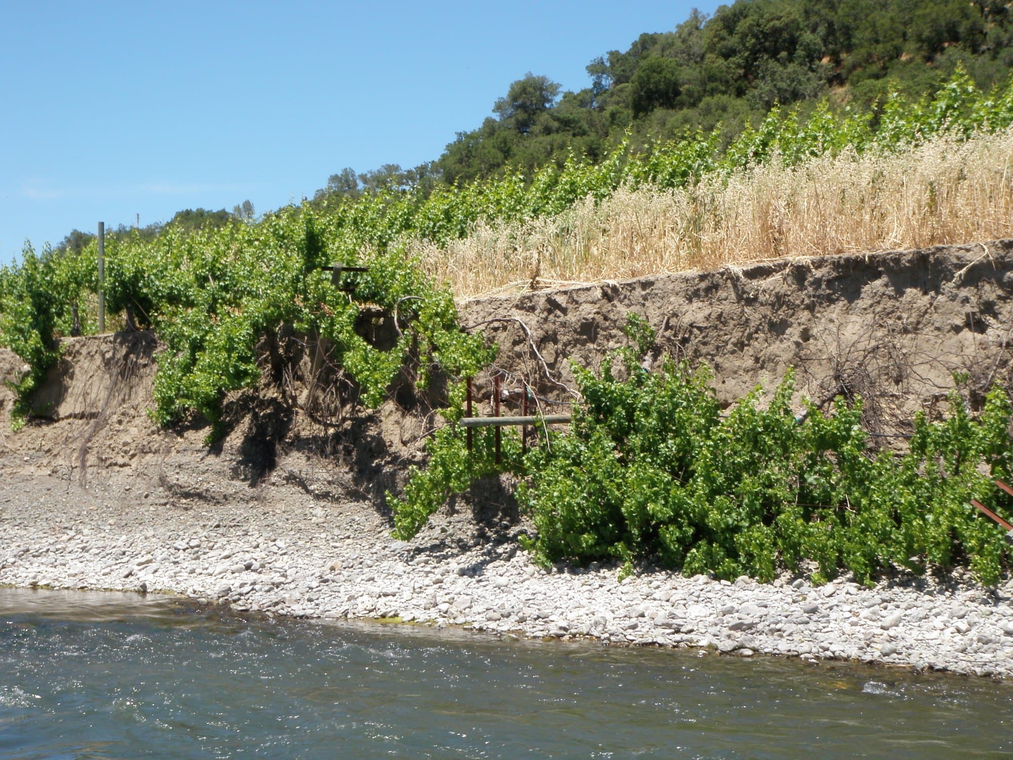 Vineyards Wiped out by Early Season Floods