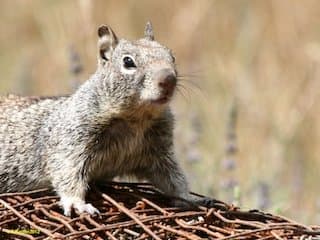 How Rodent Populations have been Impacted by Early Season Floods
