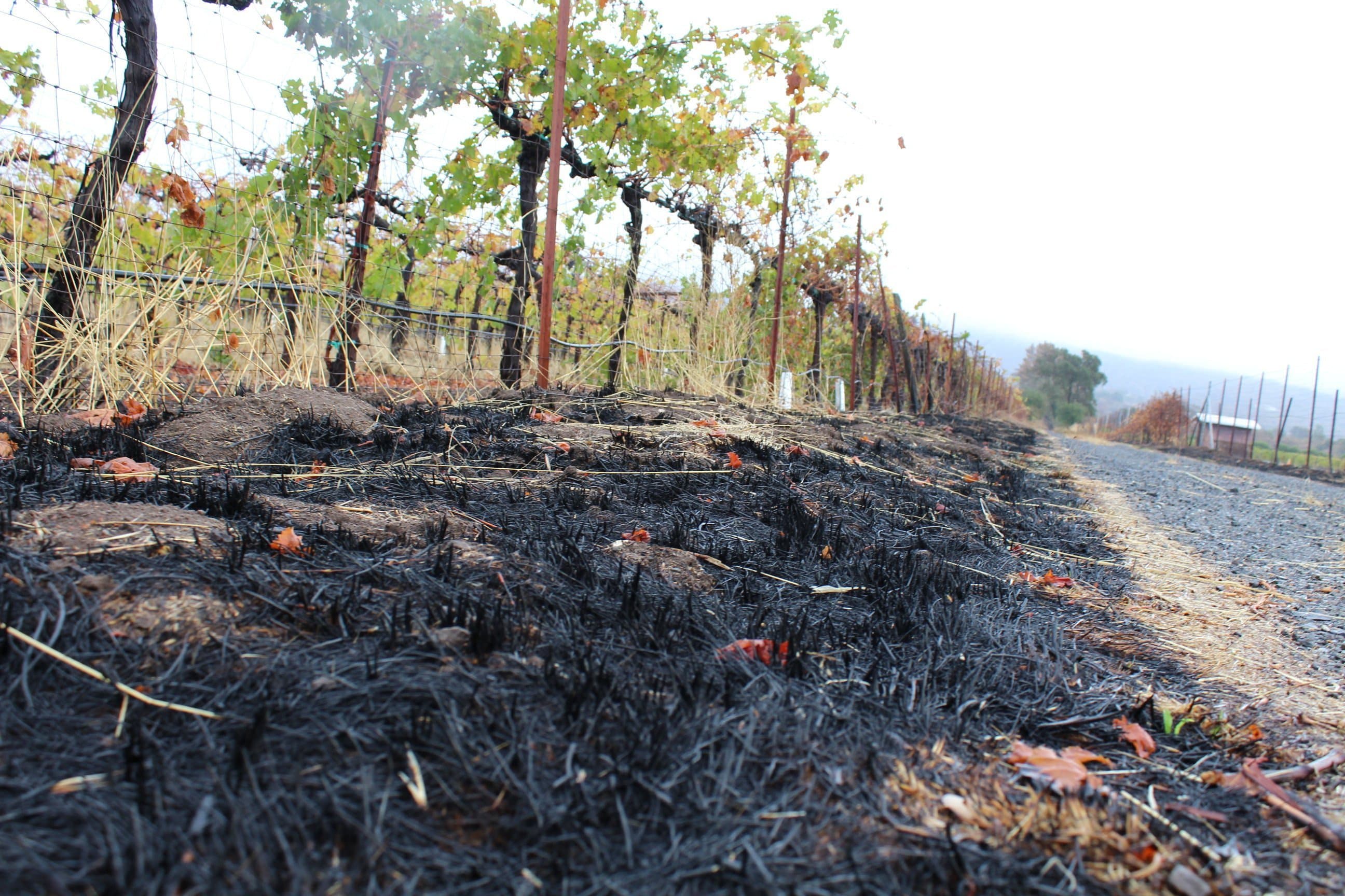 Actual Impact of the North Coast Wildfires Revealed in Wine Study