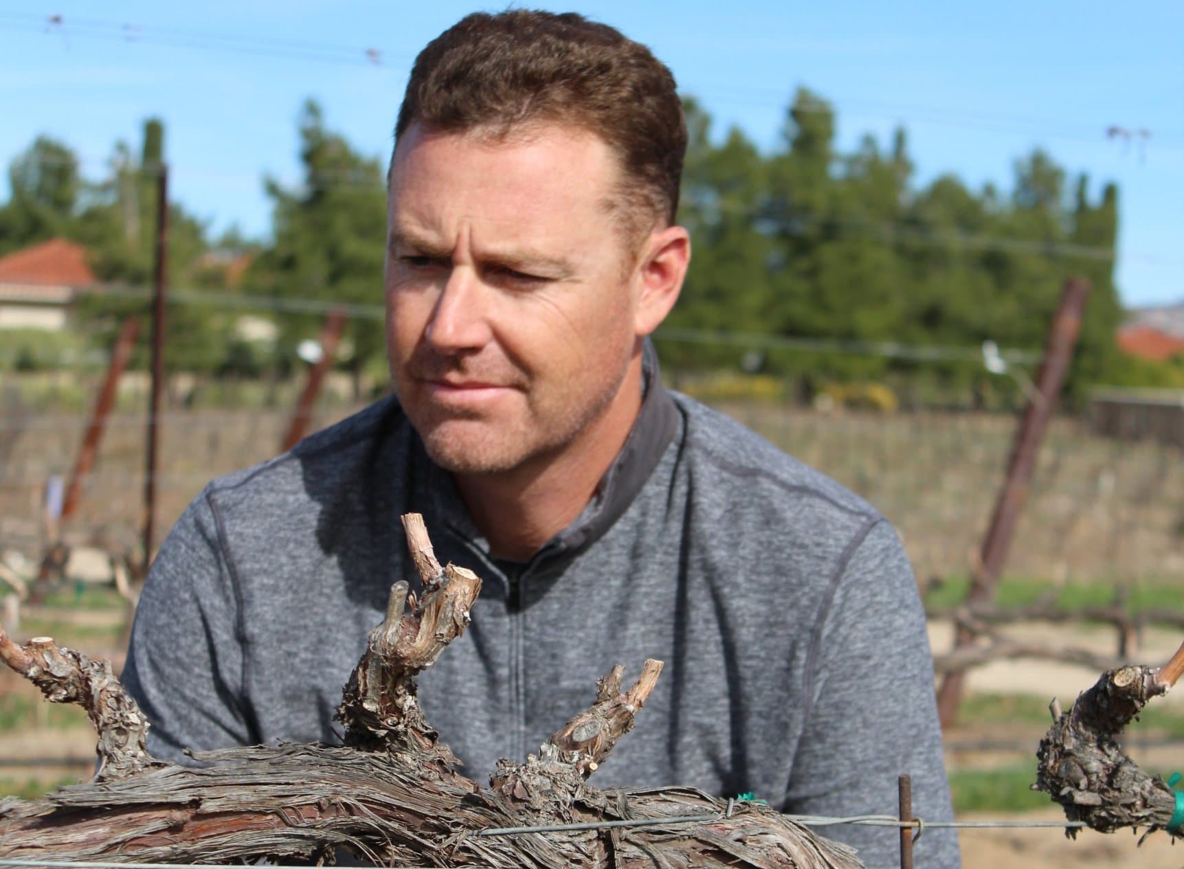 White Wine Grape Varieties Impacted by Freeze in CA