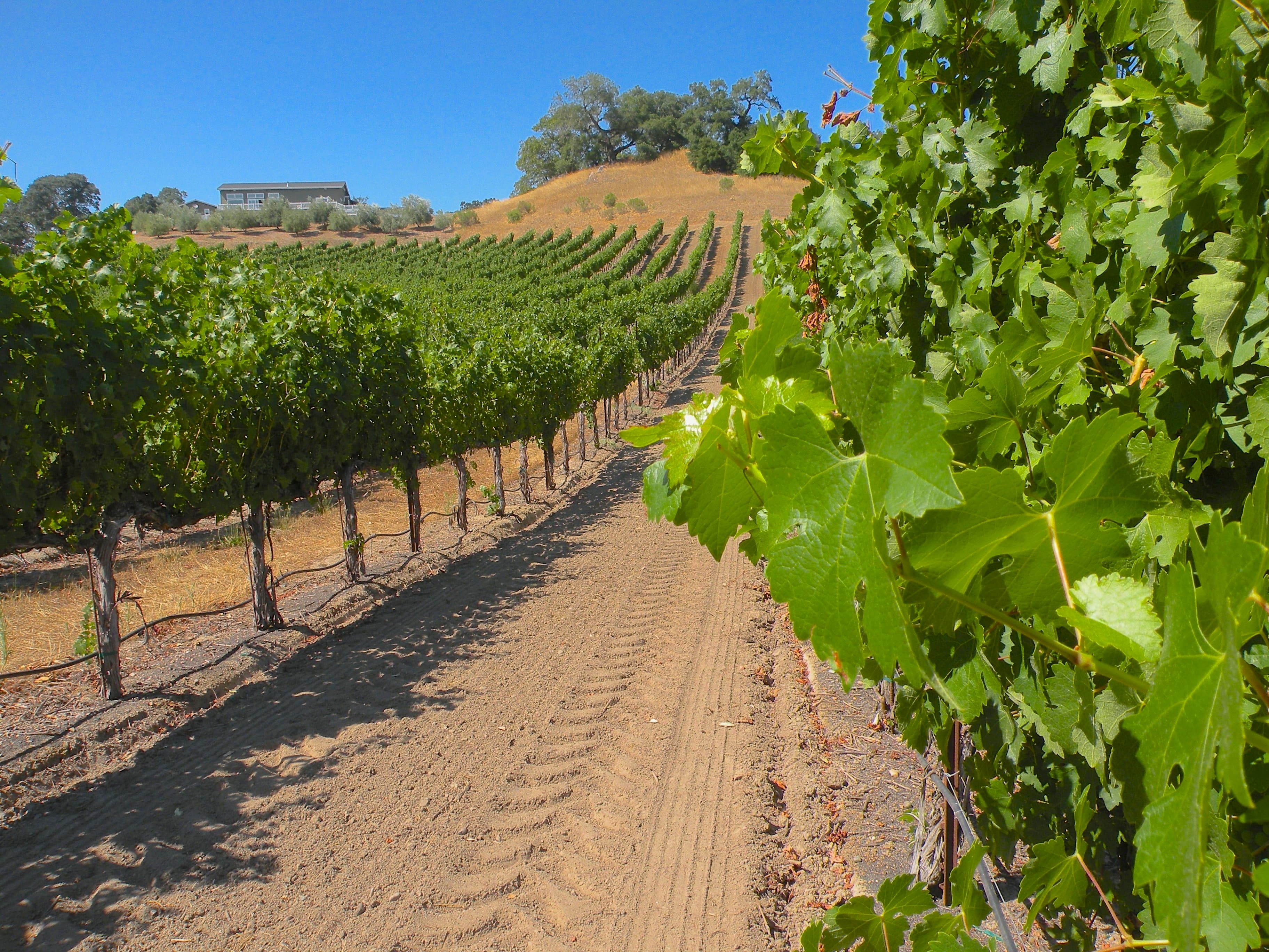 Final CA Grape Crush Report 2017