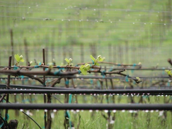 Considerations for Powdery Mildew Management in the Vineyard this Season