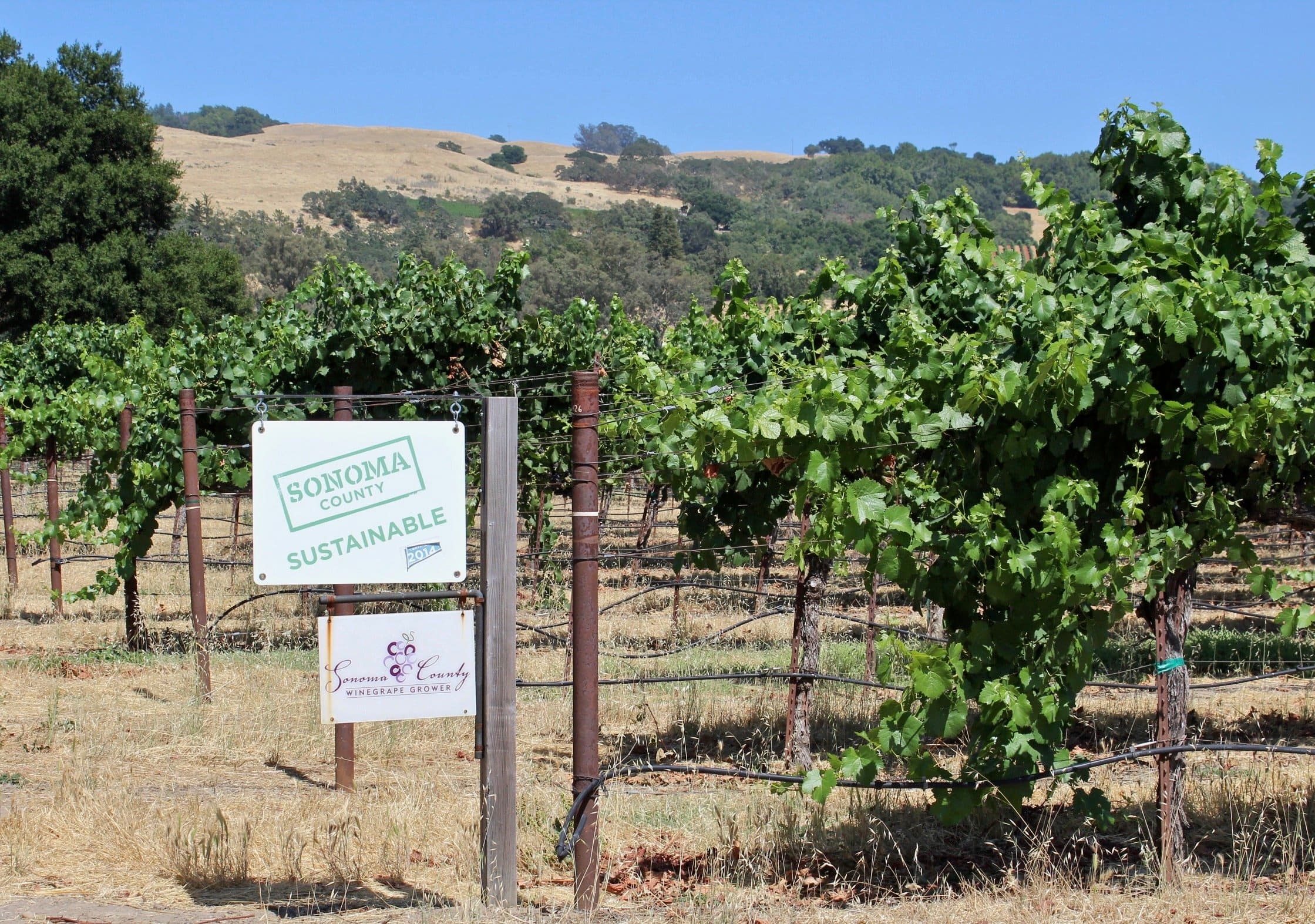 Sonoma County Winegrowers Lead the Industry in Sustainability