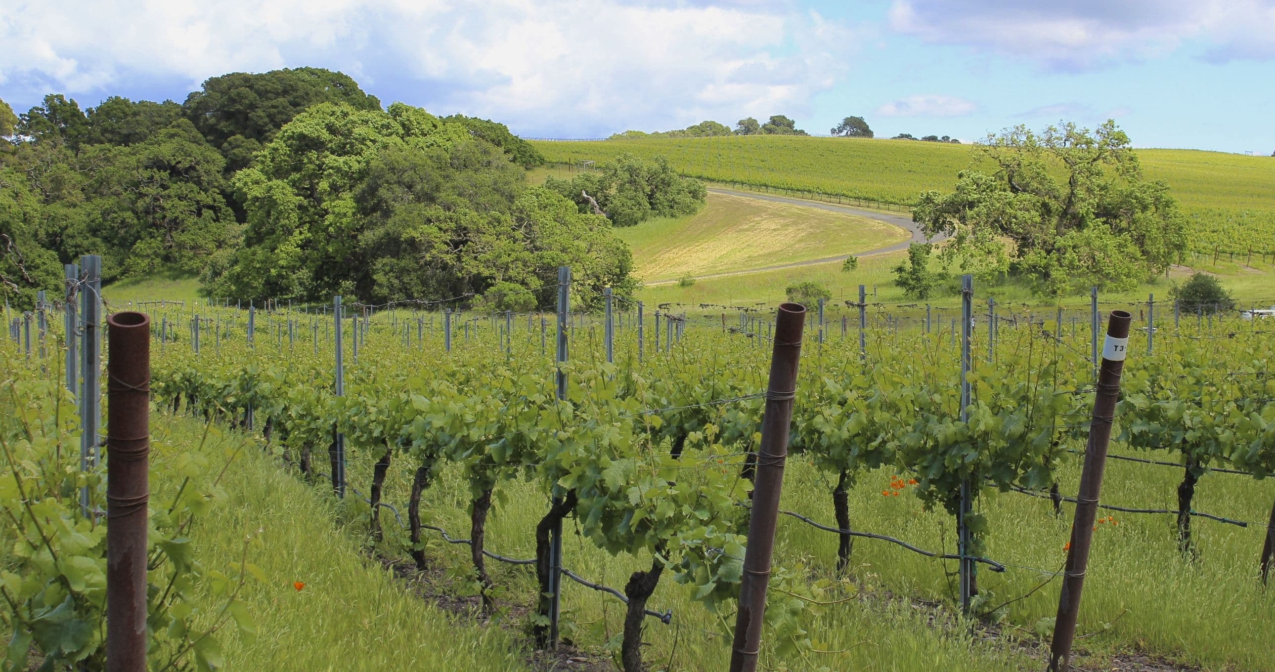 American Vineyard Foundation Funds $1.4 MM for Wine & Grape Research