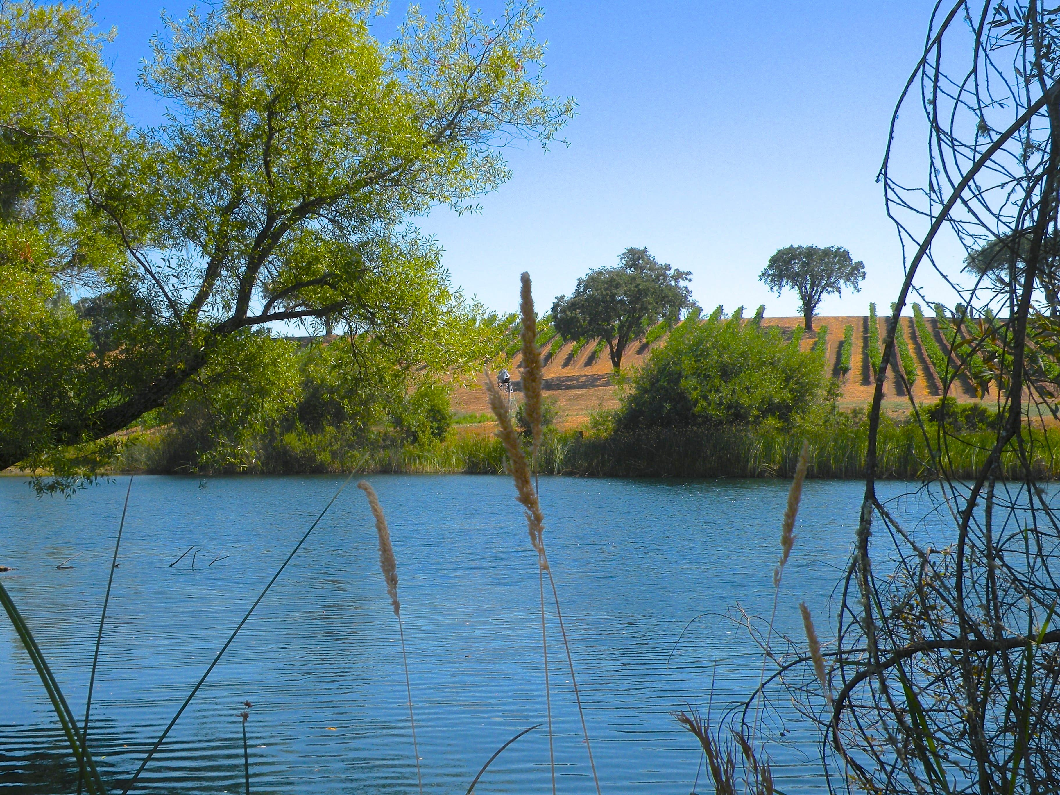 Winery Wastewater Treatment & Reuse for Vineyards