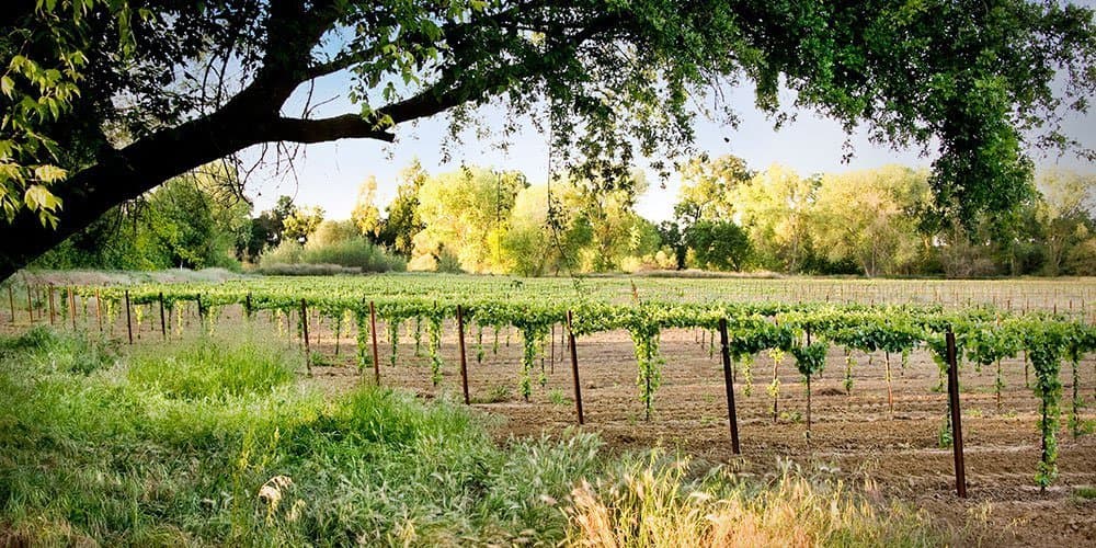 Lodi Winegrape Commission Announces New Executive Director