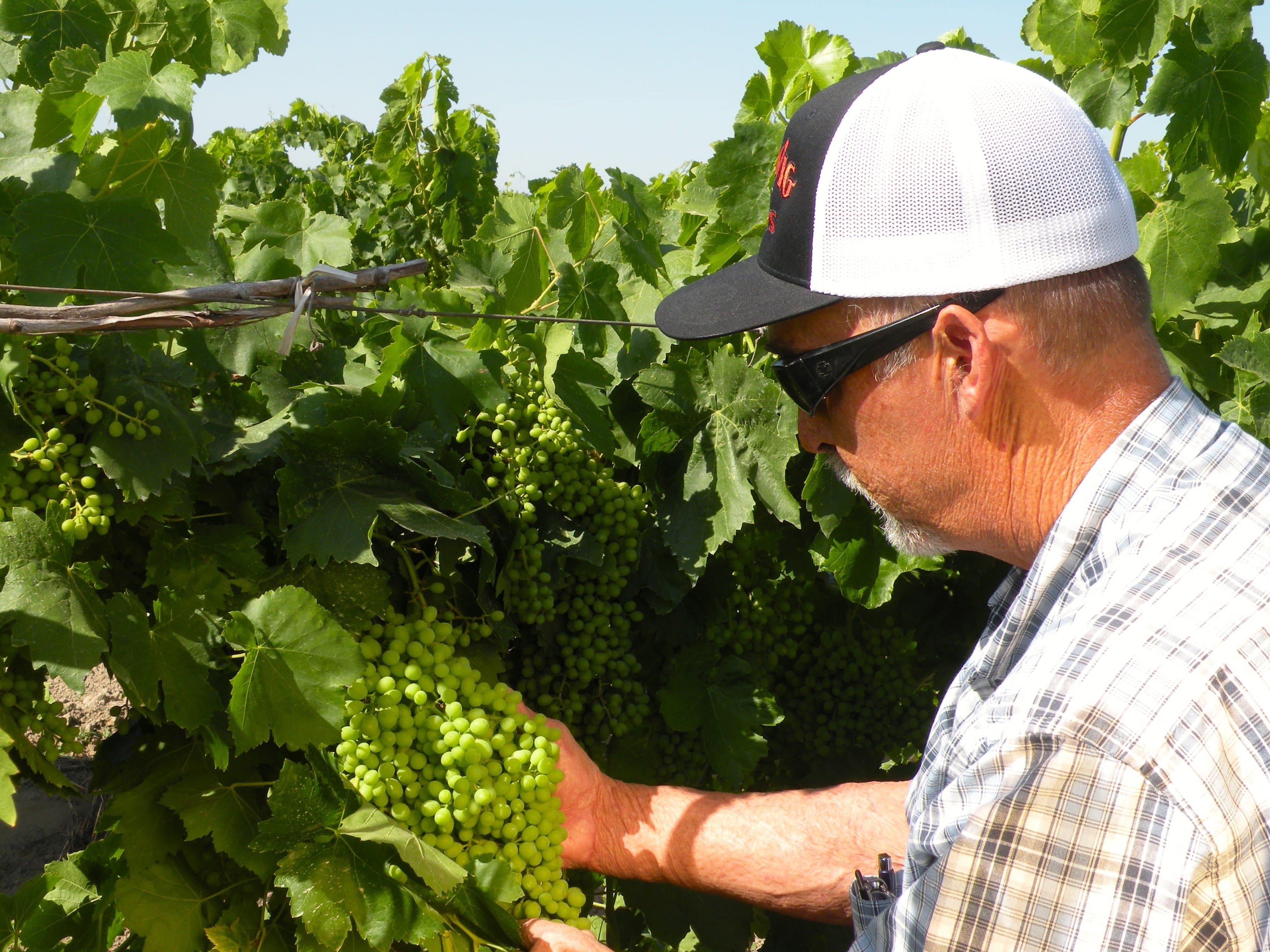 CA Wine Market Trends & Thompson Green Price with Allied Grape Growers