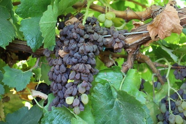 Smoke from Wildfires Slows CA Raisin Grape Maturity