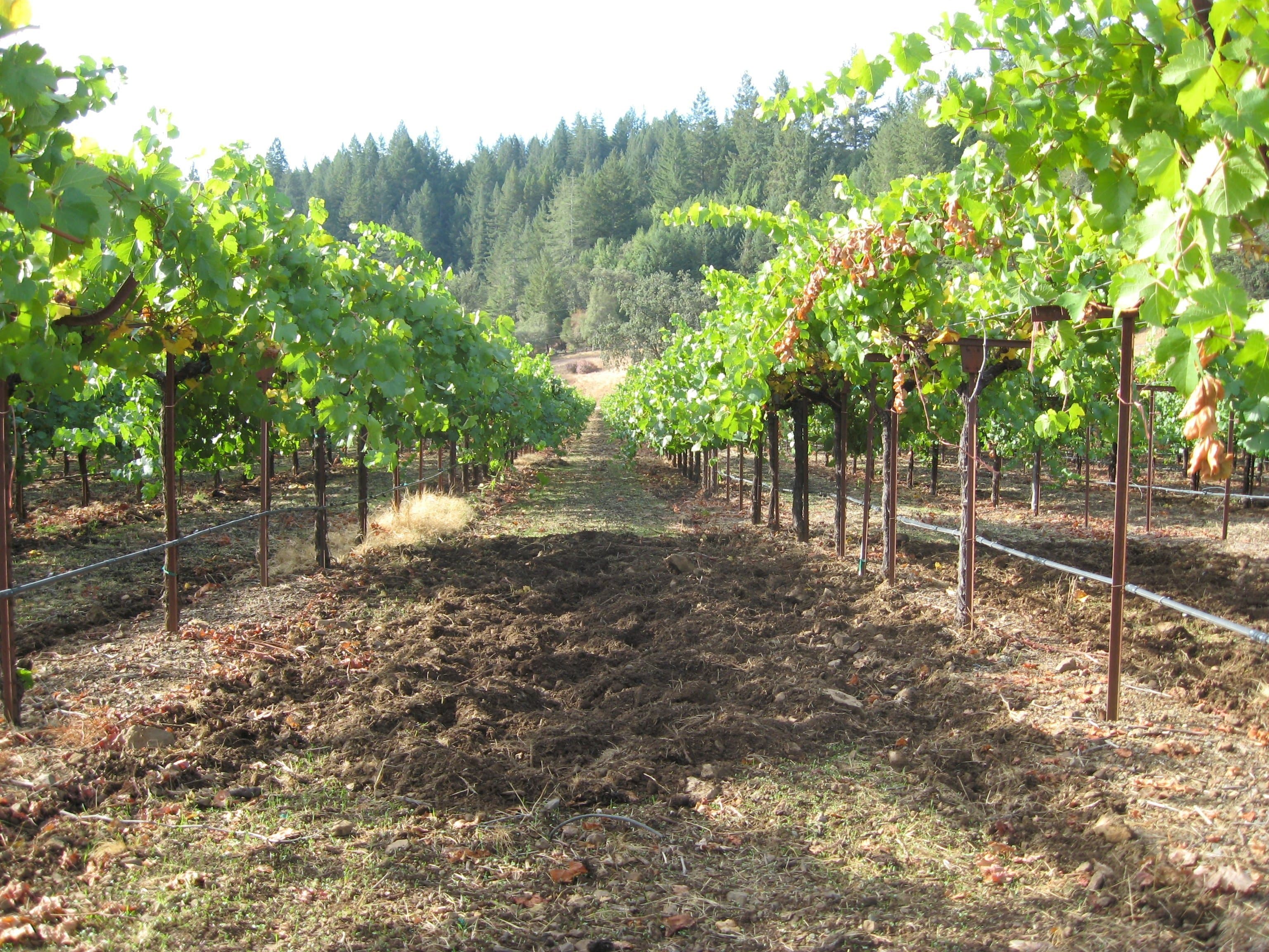 Dealing with Wild Pig Pests on the Farm