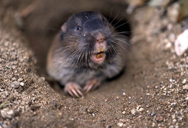 Three Tips on Managing Pocket Gophers