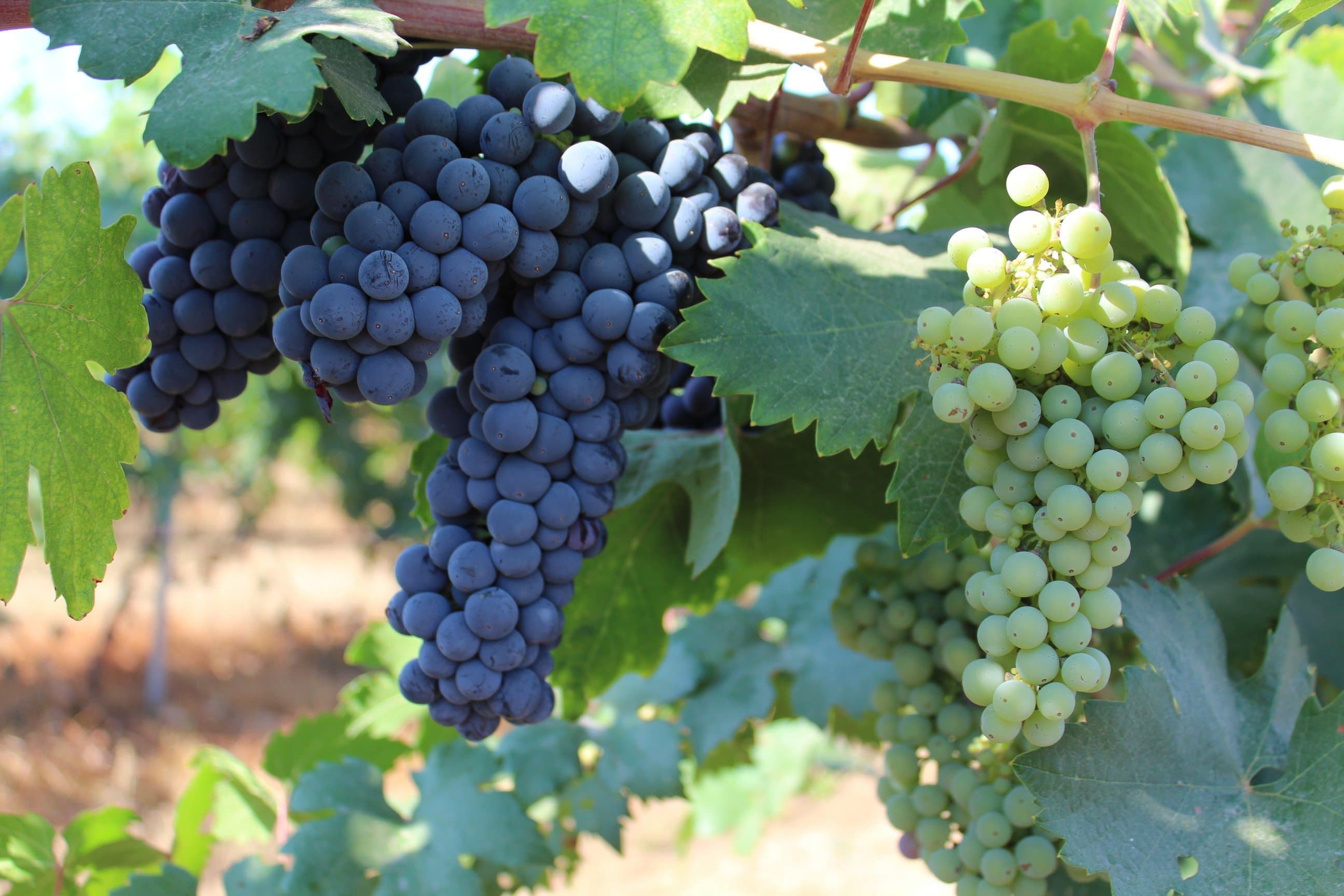 Key Indicators that Wine Grapes are Ready for Harvest