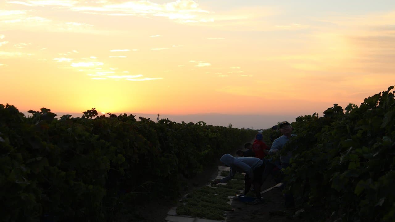 Complying with Heat Illness Prevention Regulations on the Farm