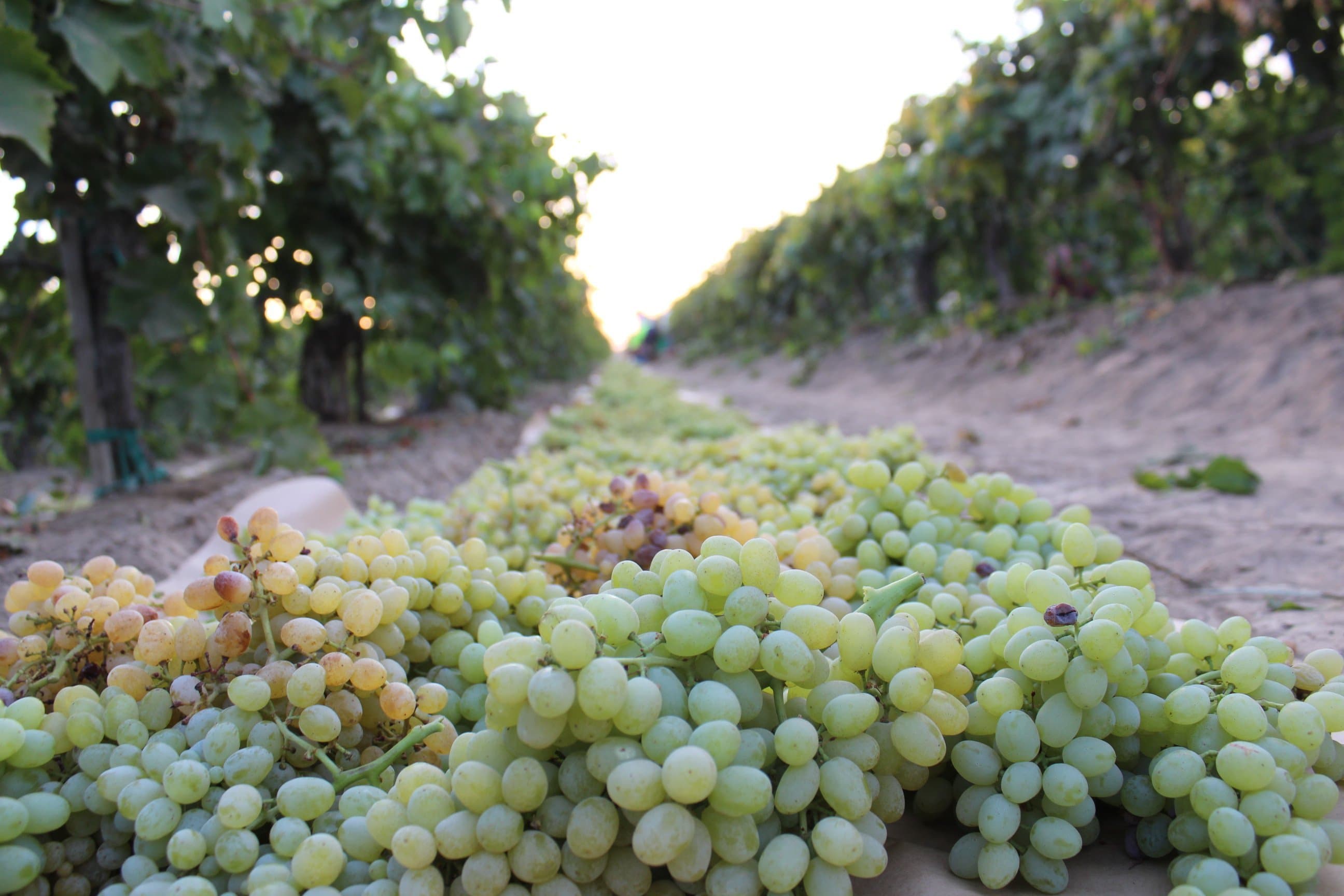 RBA Makes Record Price Offer on 2018 CA Raisin Crop