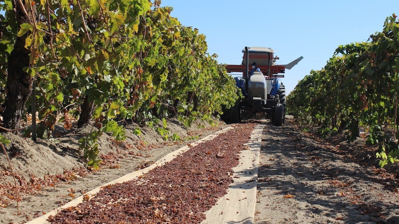 RBA & Packers Make Progress Toward Record CA Raisin Price