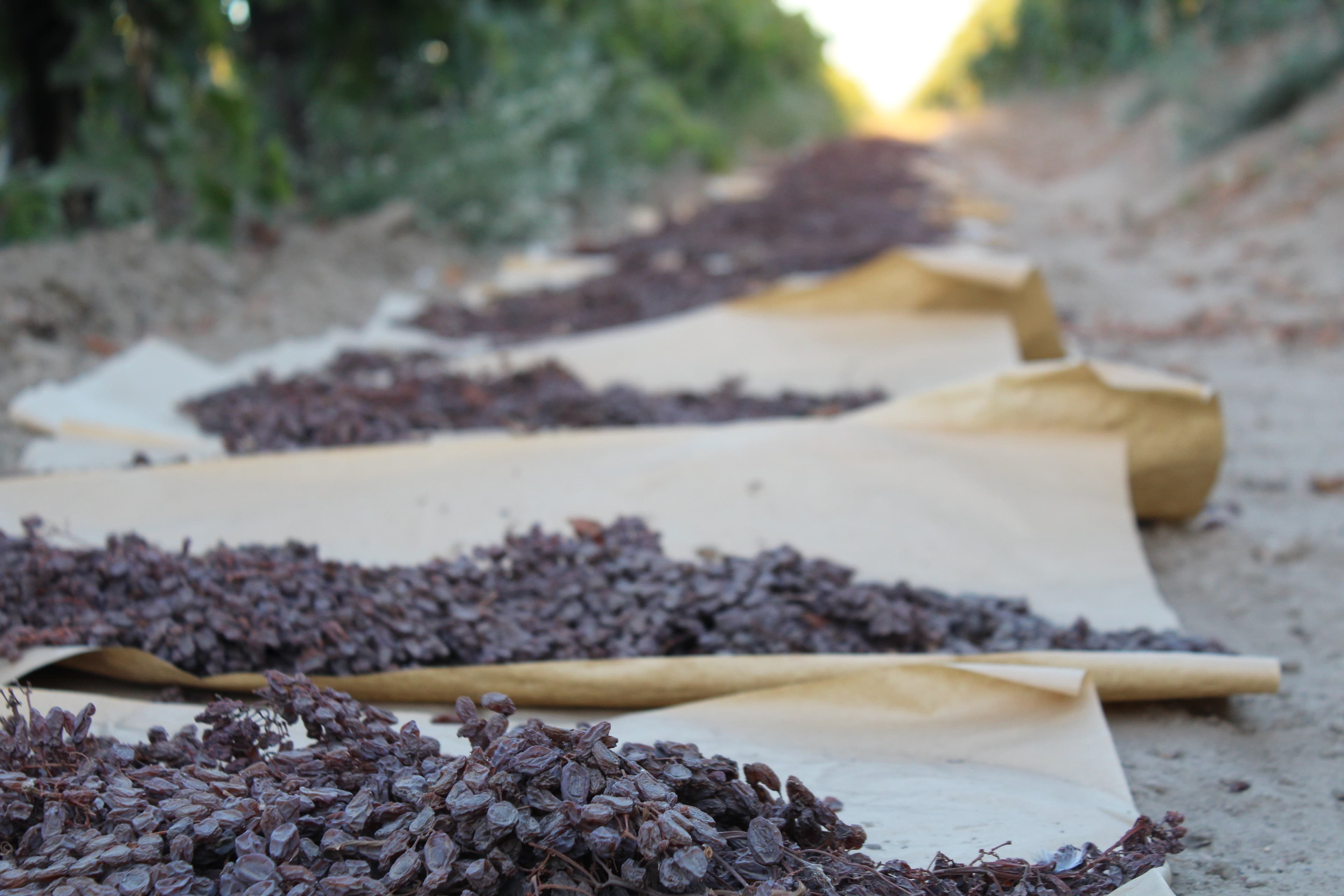 Record High CA Raisin Price Established for 2018 Crop