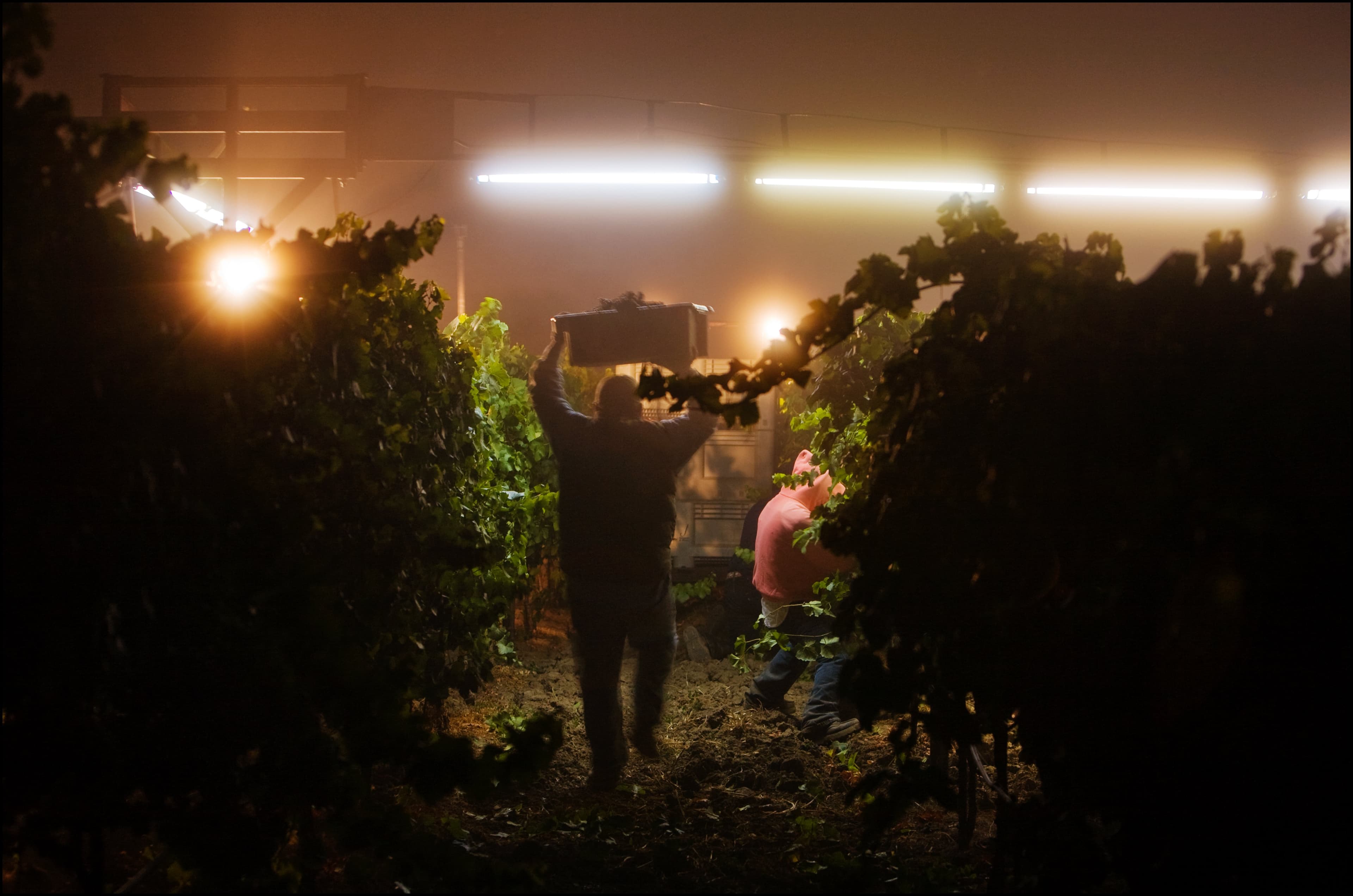 Central Coast Wine Industry Trends: Another Great Vintage