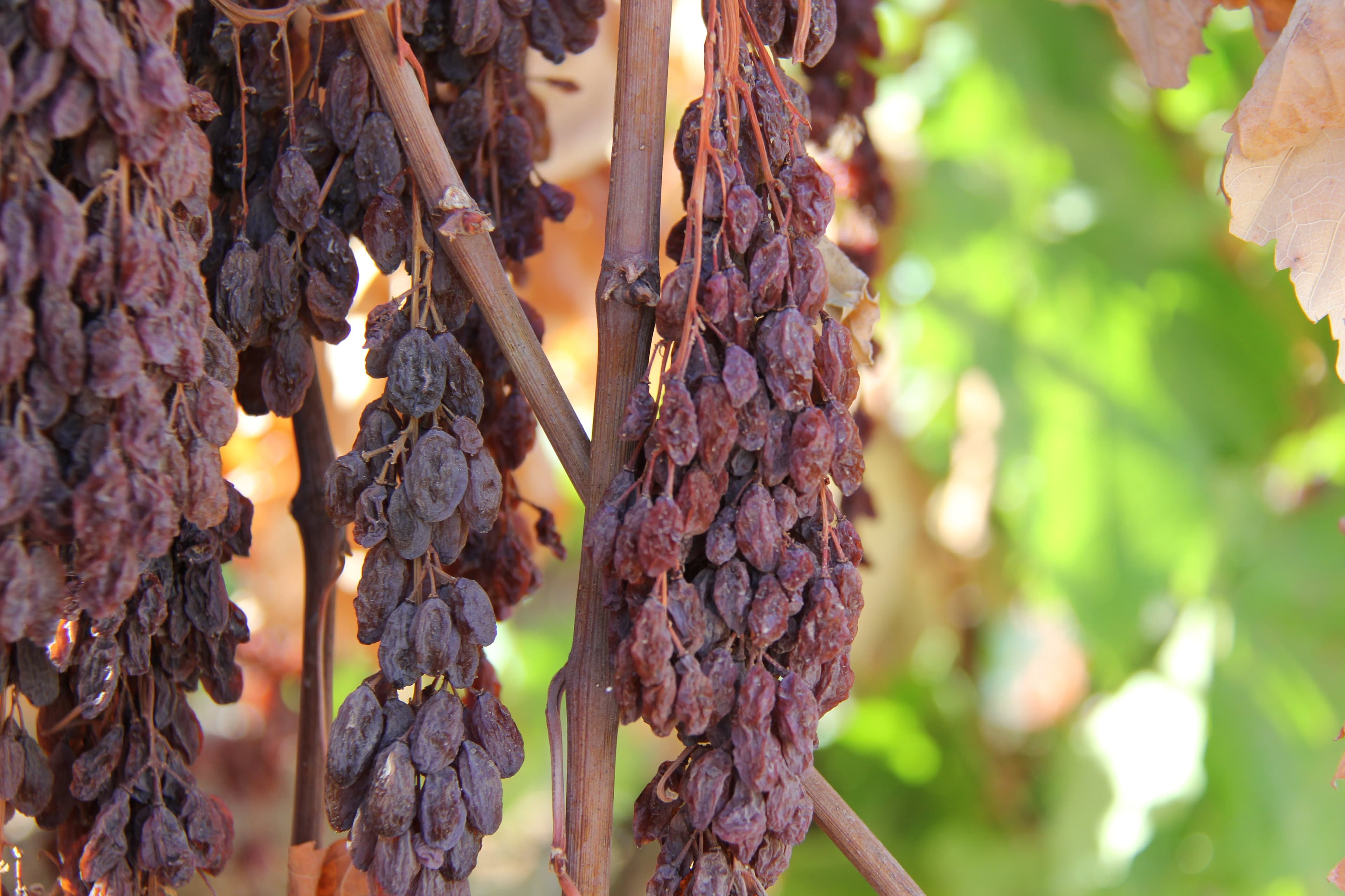 How the CA Raisin Industry will Stay Competitive with the World Market
