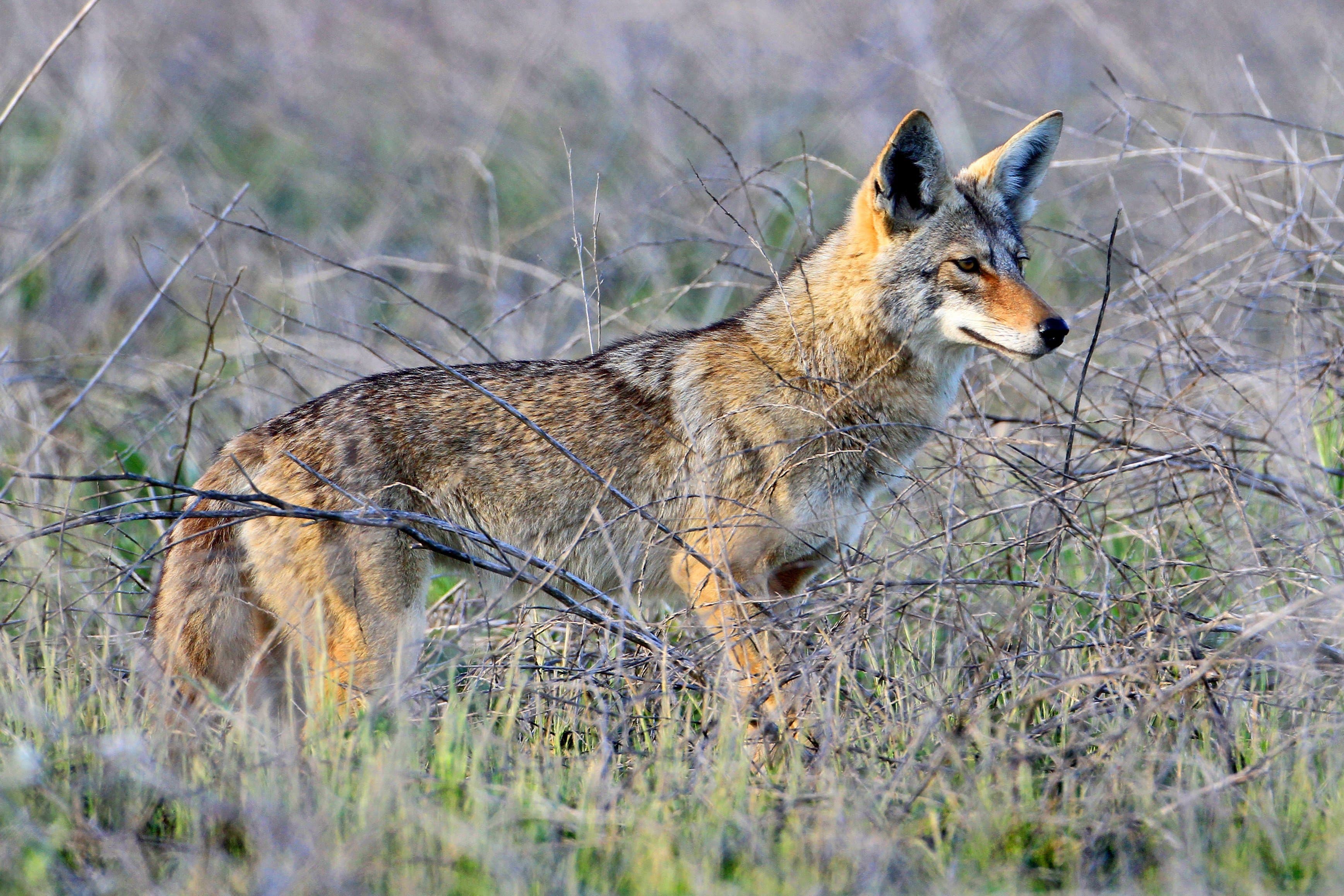 Understanding Coyotes & How to Manage/Deter Them