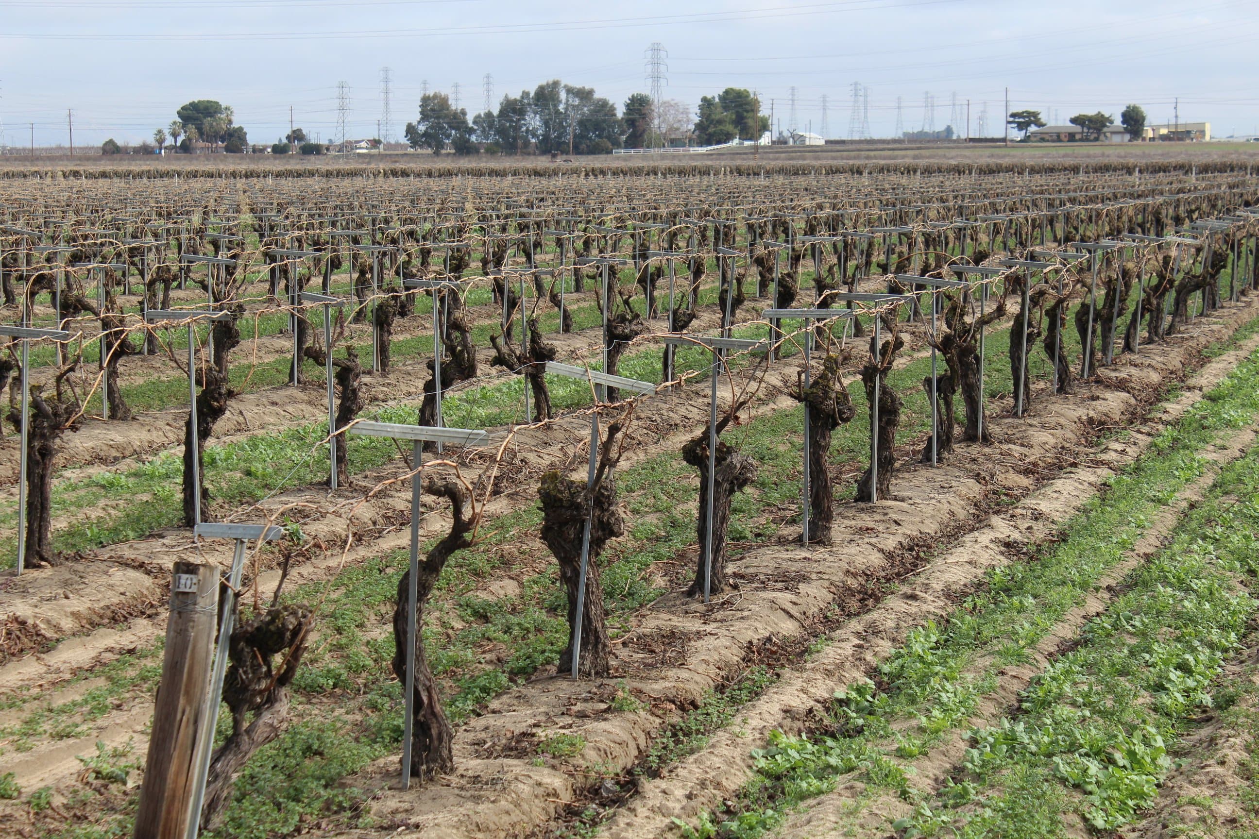How to Keep California Raisin Vineyards in the Ground