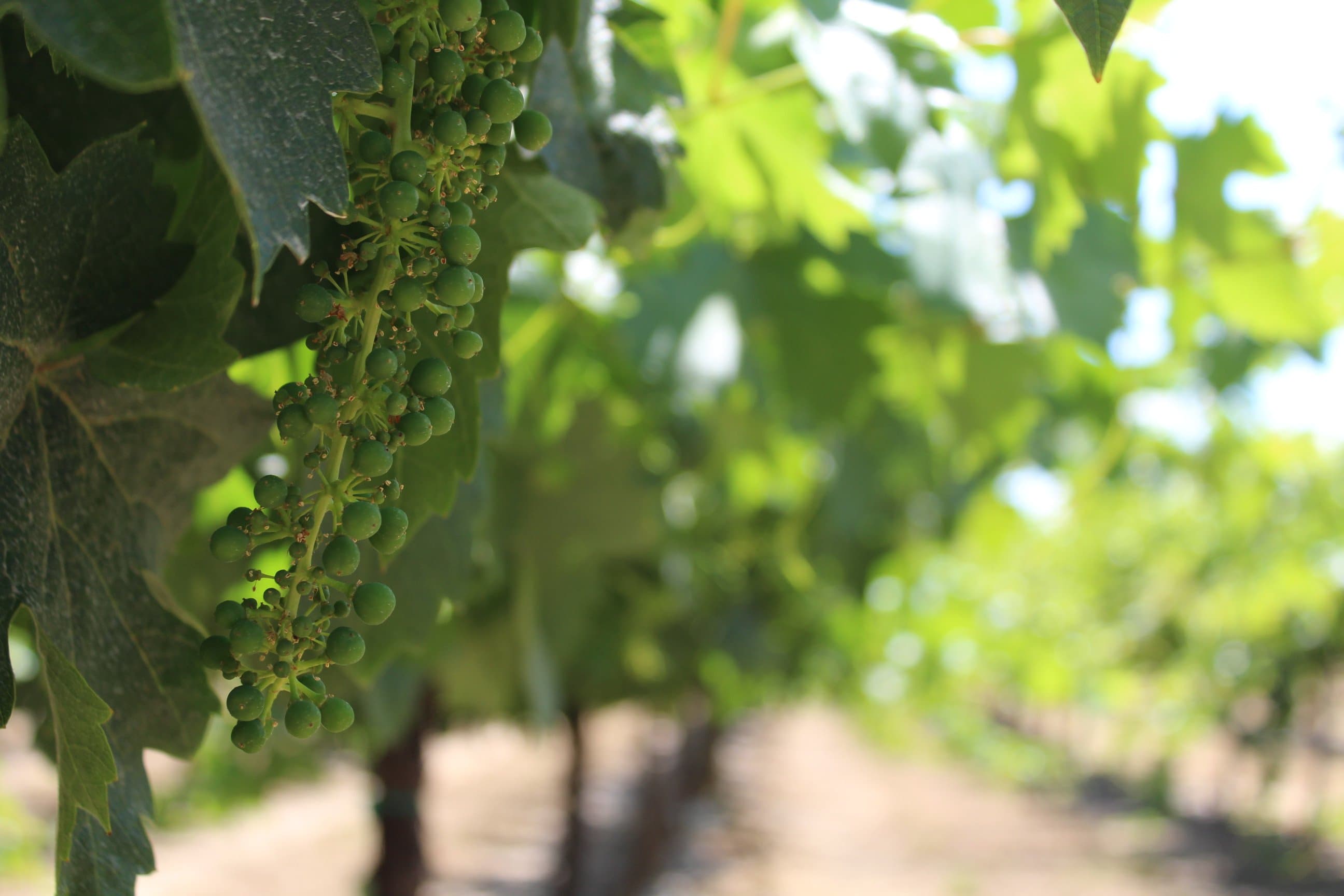 Sun-Maid Marketing Plan to Increase Demand for California Raisins