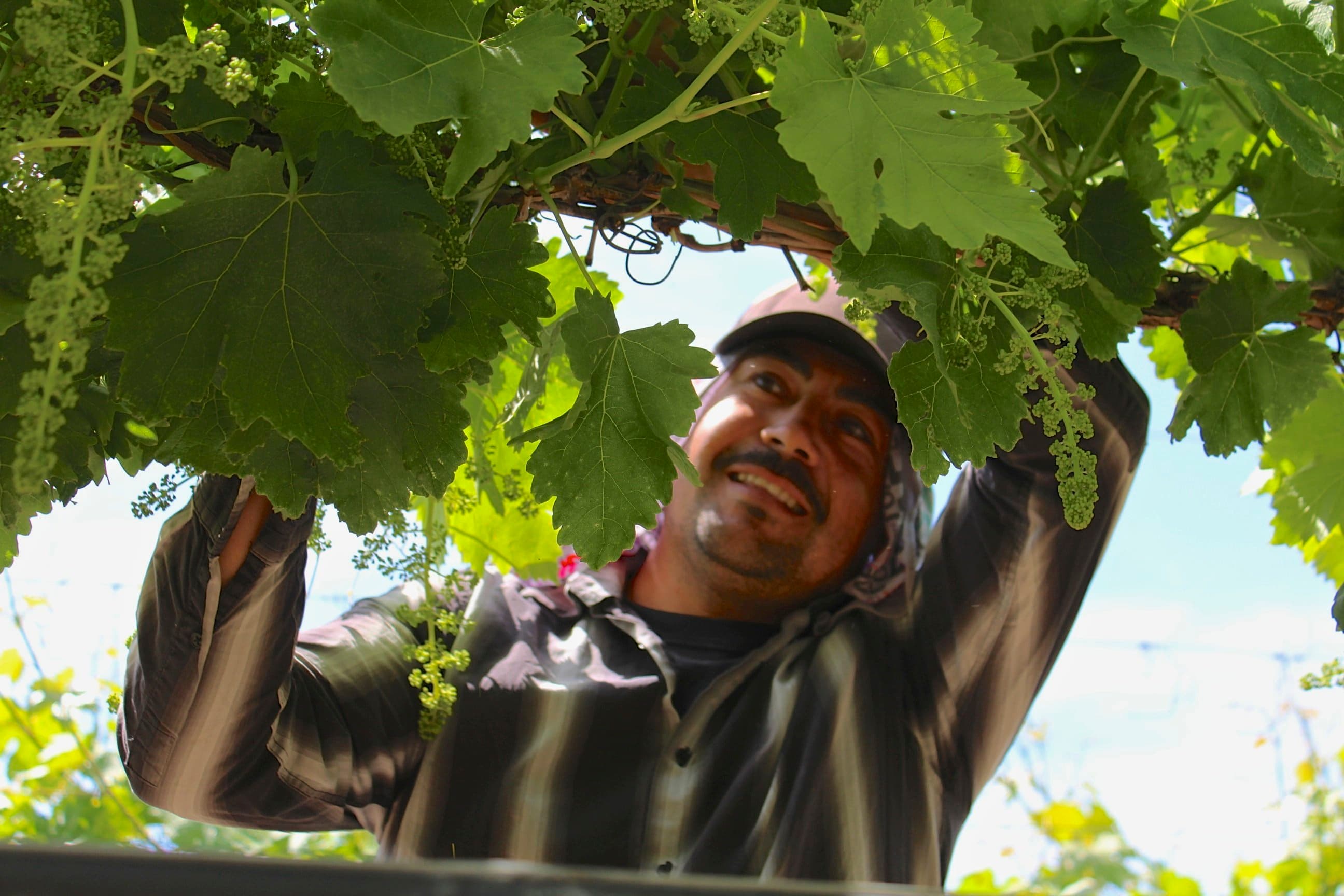 Top 2019 Ag Issues – California Fresh Fruit Association