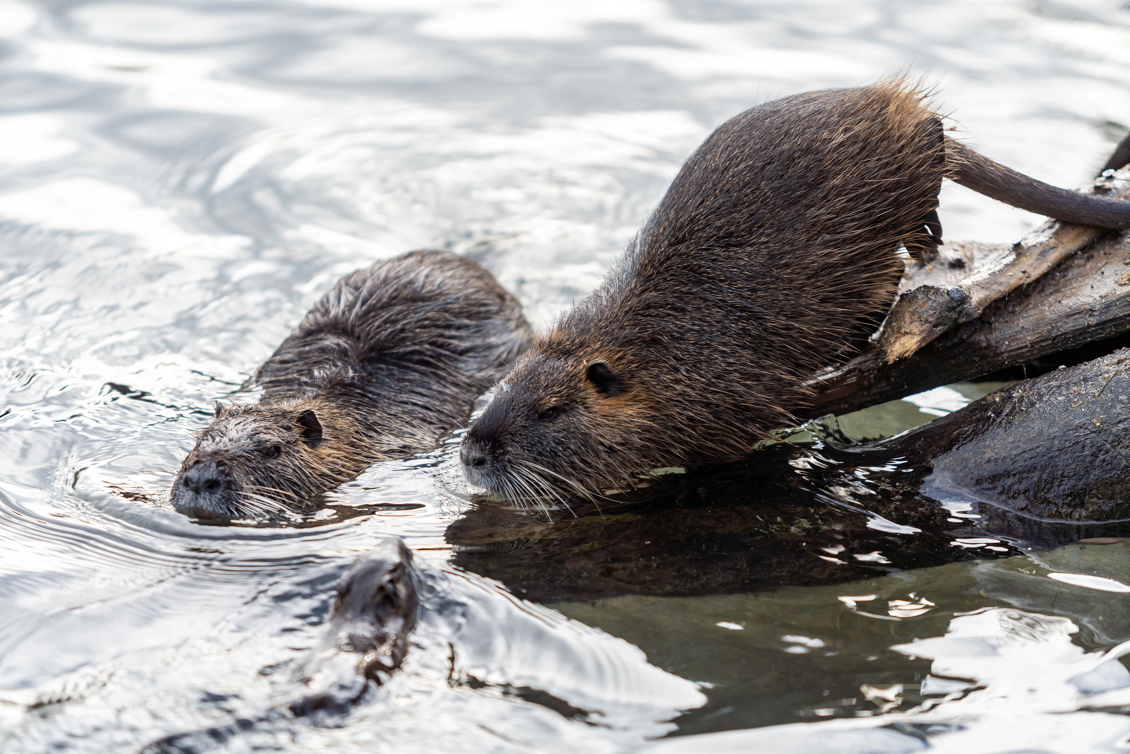 Invasive Nutria Damages CA Waterways — Requesting Farmer Assistance!