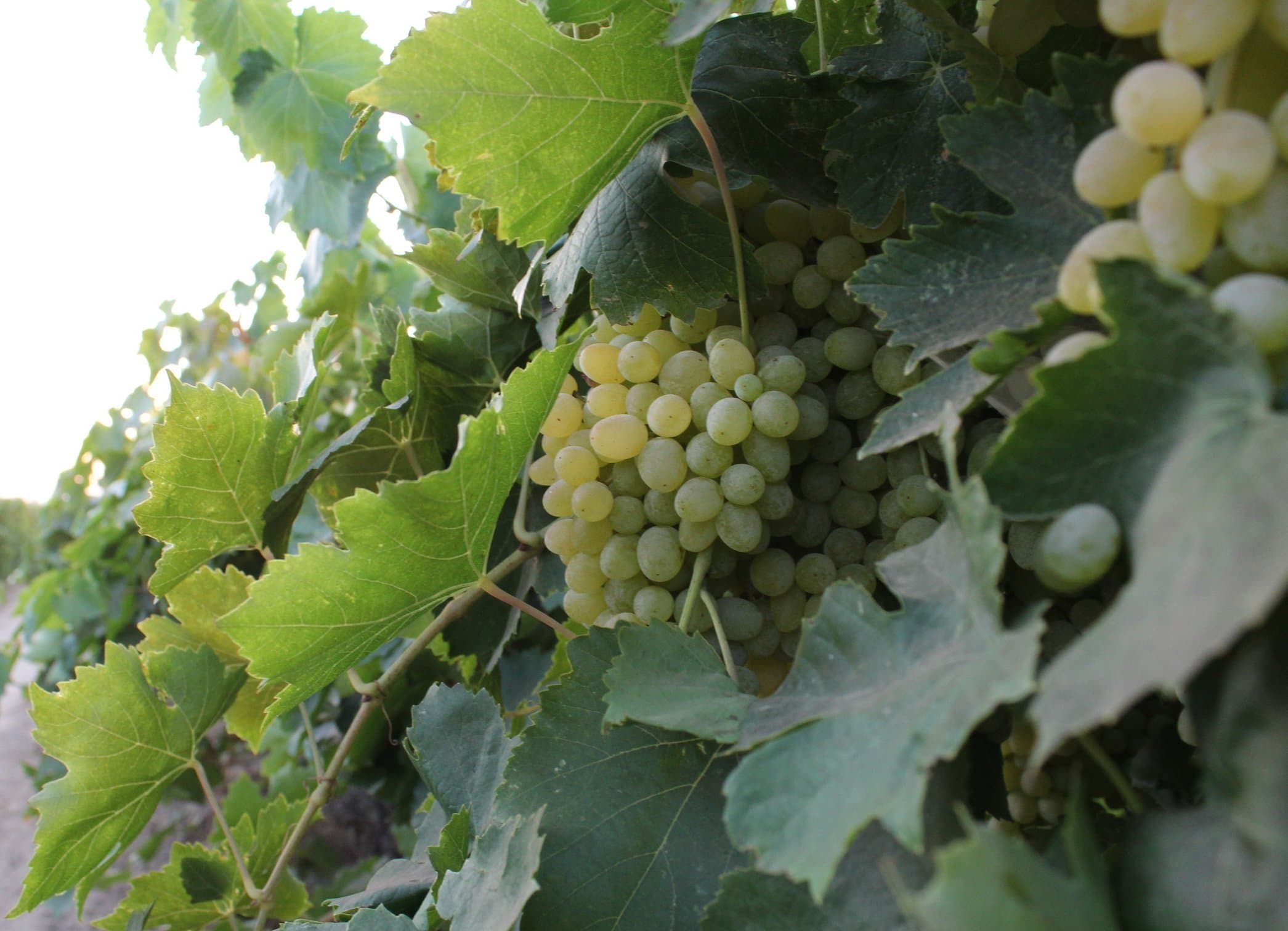 Thompson Grape Crush: What’s the Future?