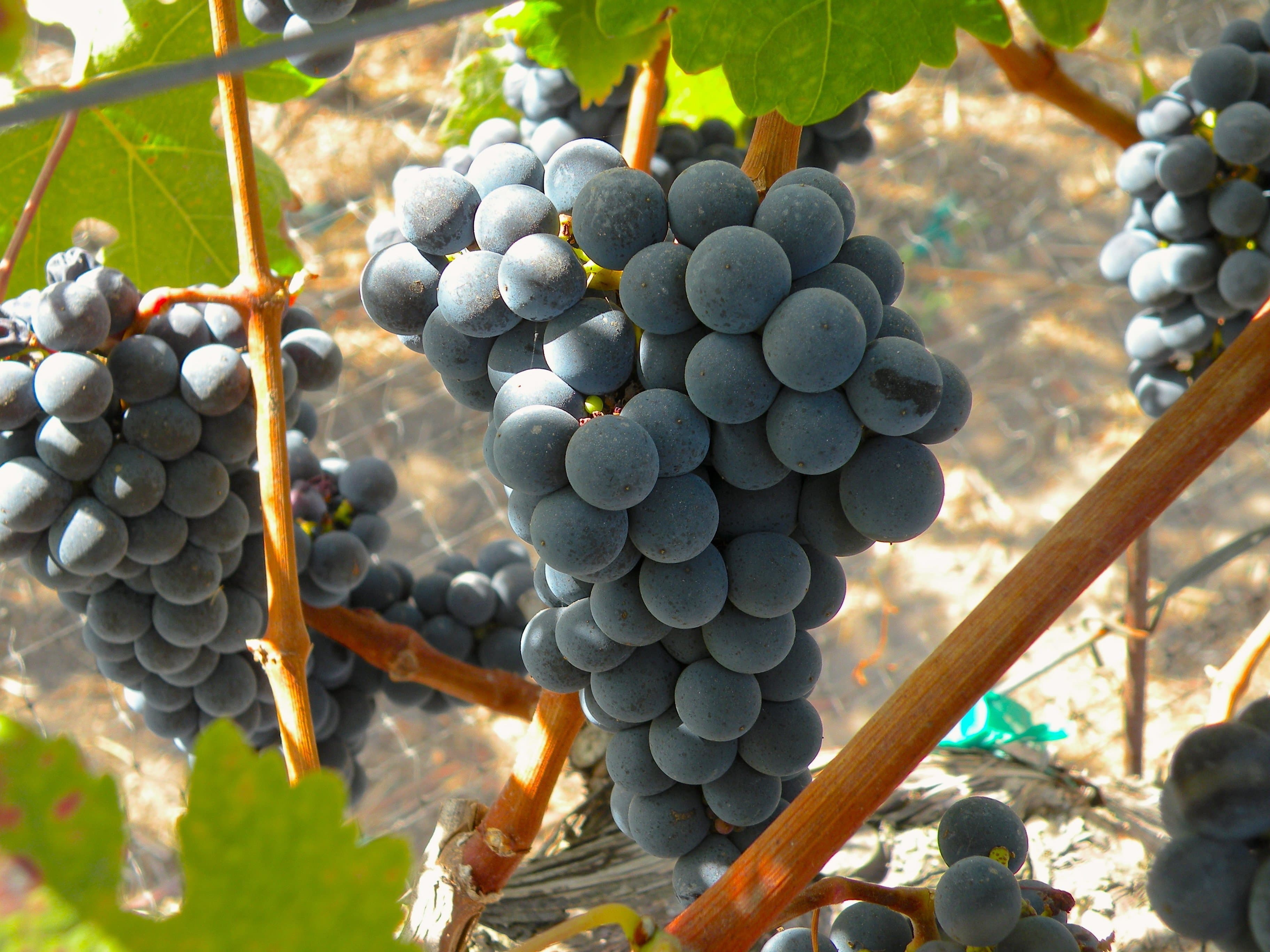 Update on Produce Safety Rule Exemption for Winegrape Growers