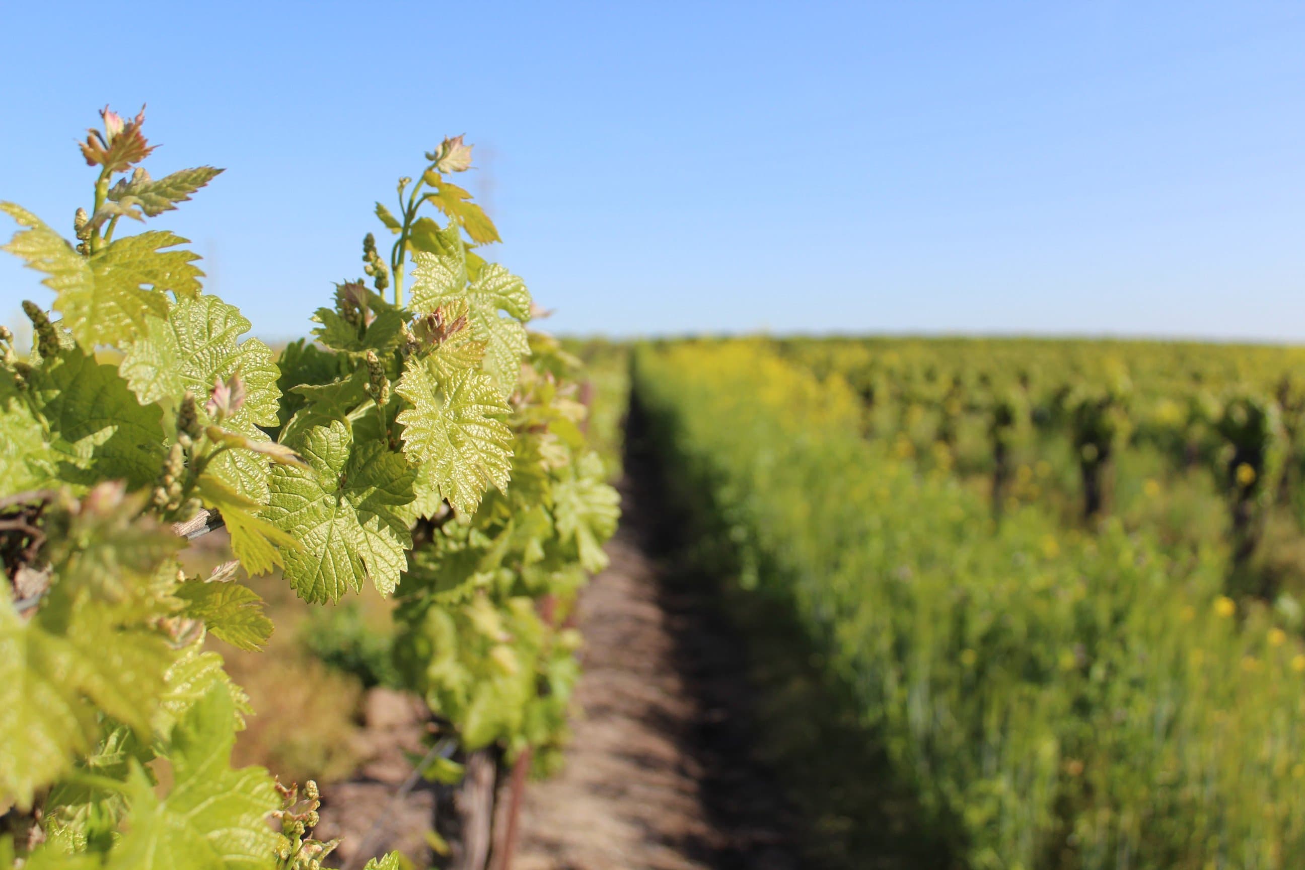 Incorporating Biopesticides in Vineyard IPM Programs
