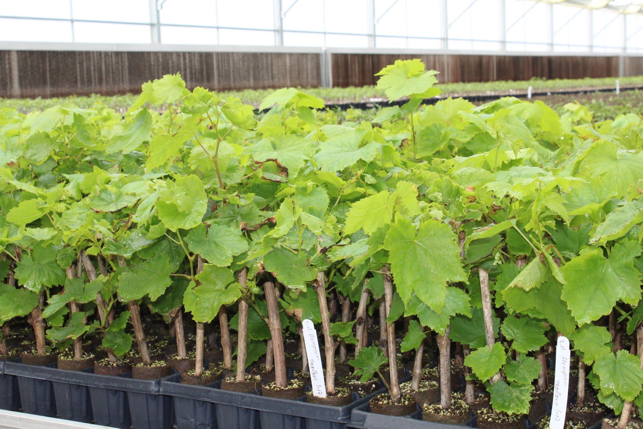 New Nematode Resistant Rootstocks for Grape Growers