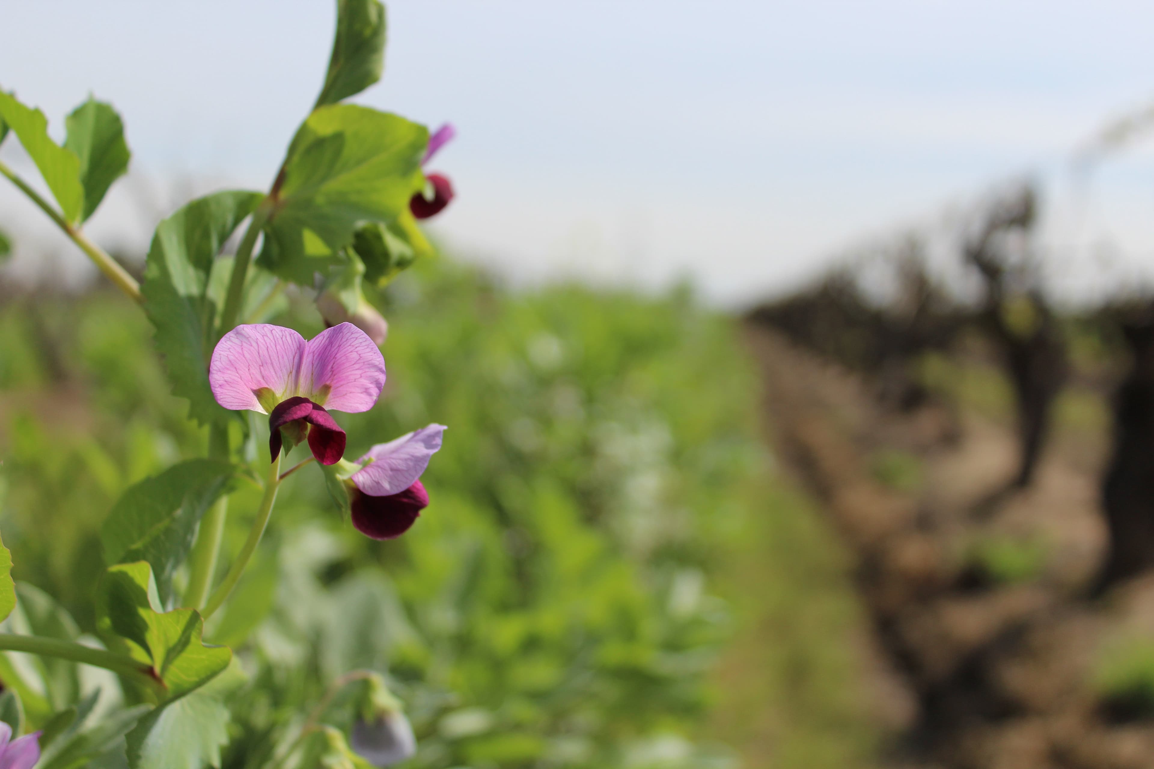 Vineyard Cover Crop Recommendations and Nitrogen Harvest Timing