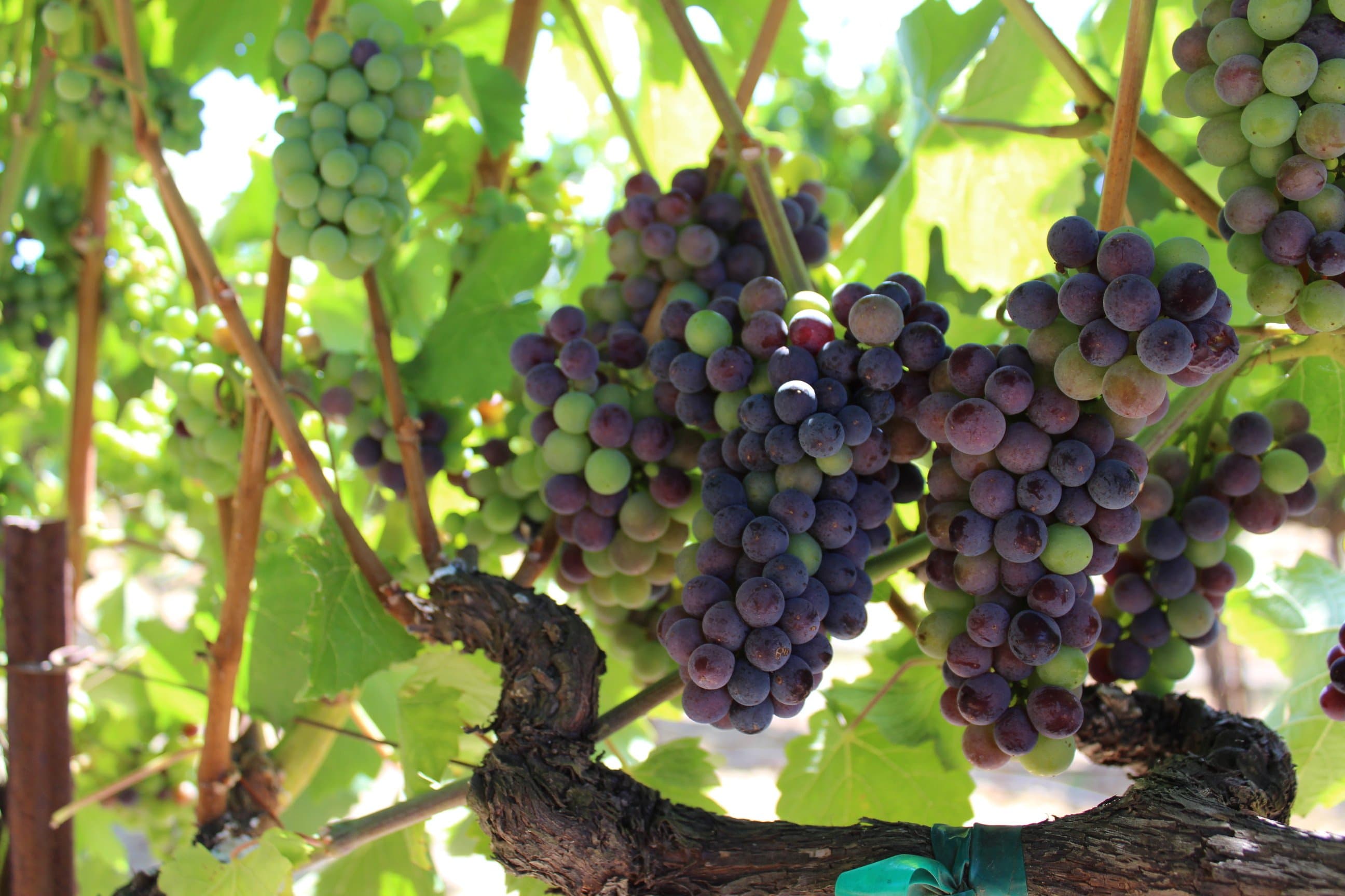 California Final Grape Crush Report 2018