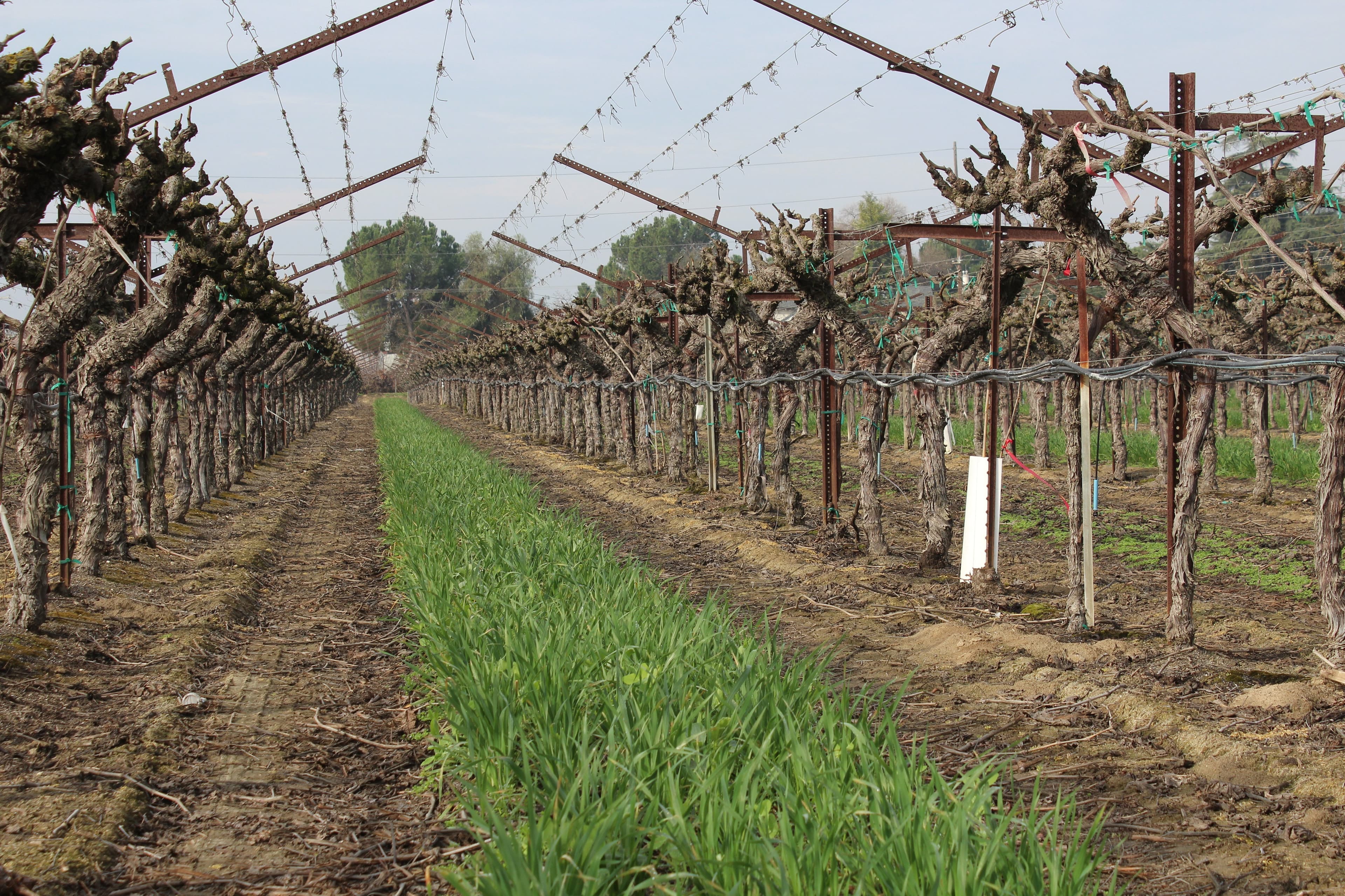 Options for Controlling Nematodes in the Vineyard