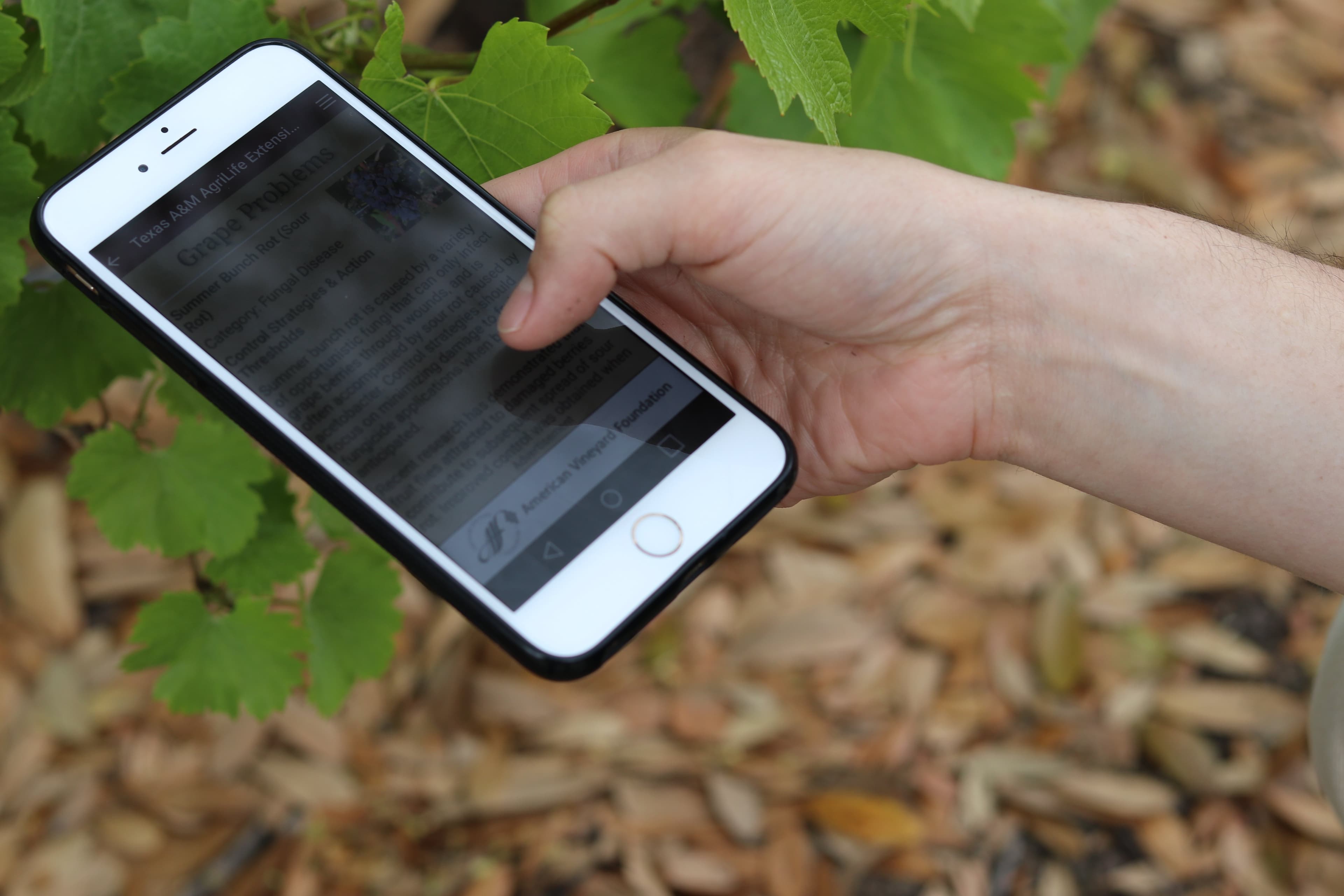 New Vineyard Advisor App for American Grape Growers – FREE