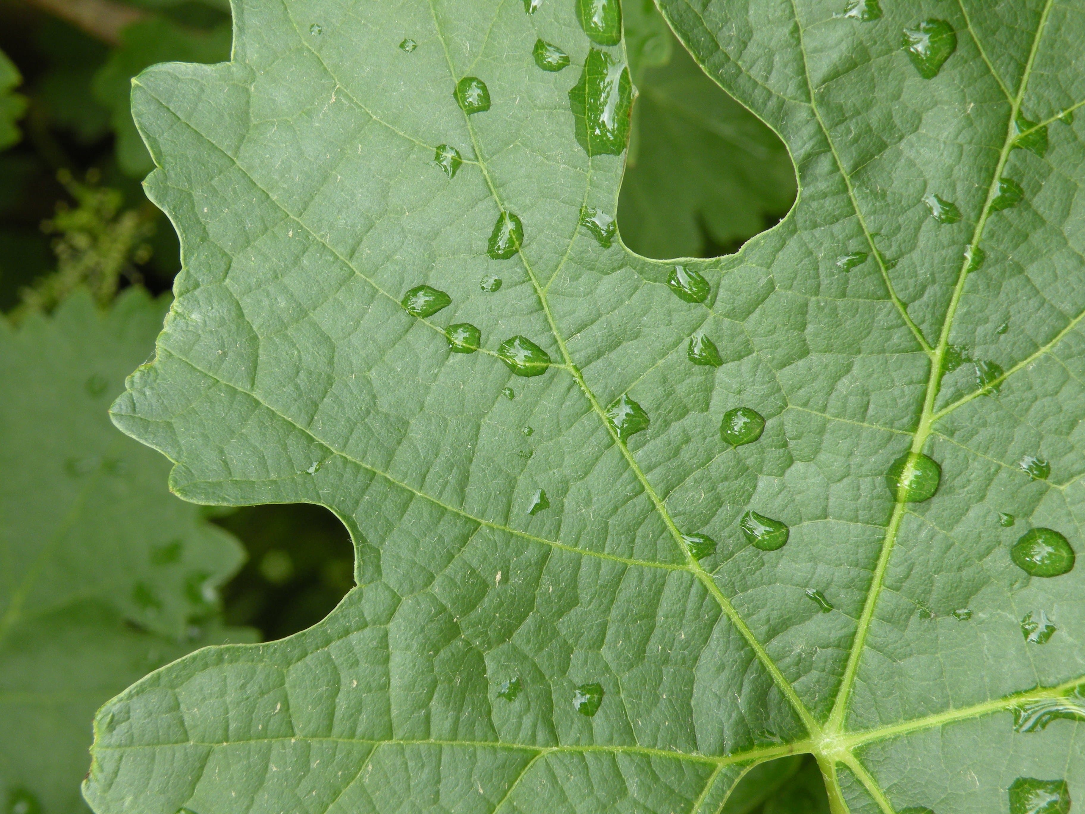 How the Stormy Weather is Impacting California Grape Production