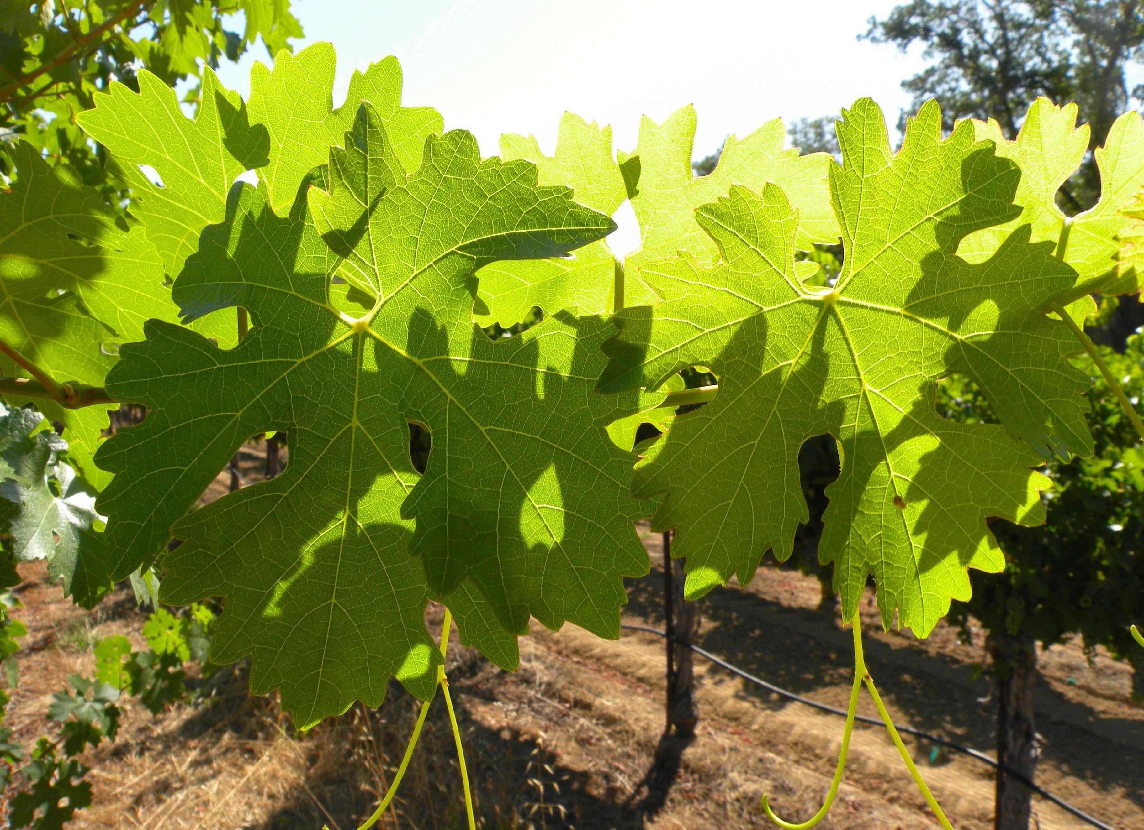 How to Prepare your Vineyard for the Heat of the Summer
