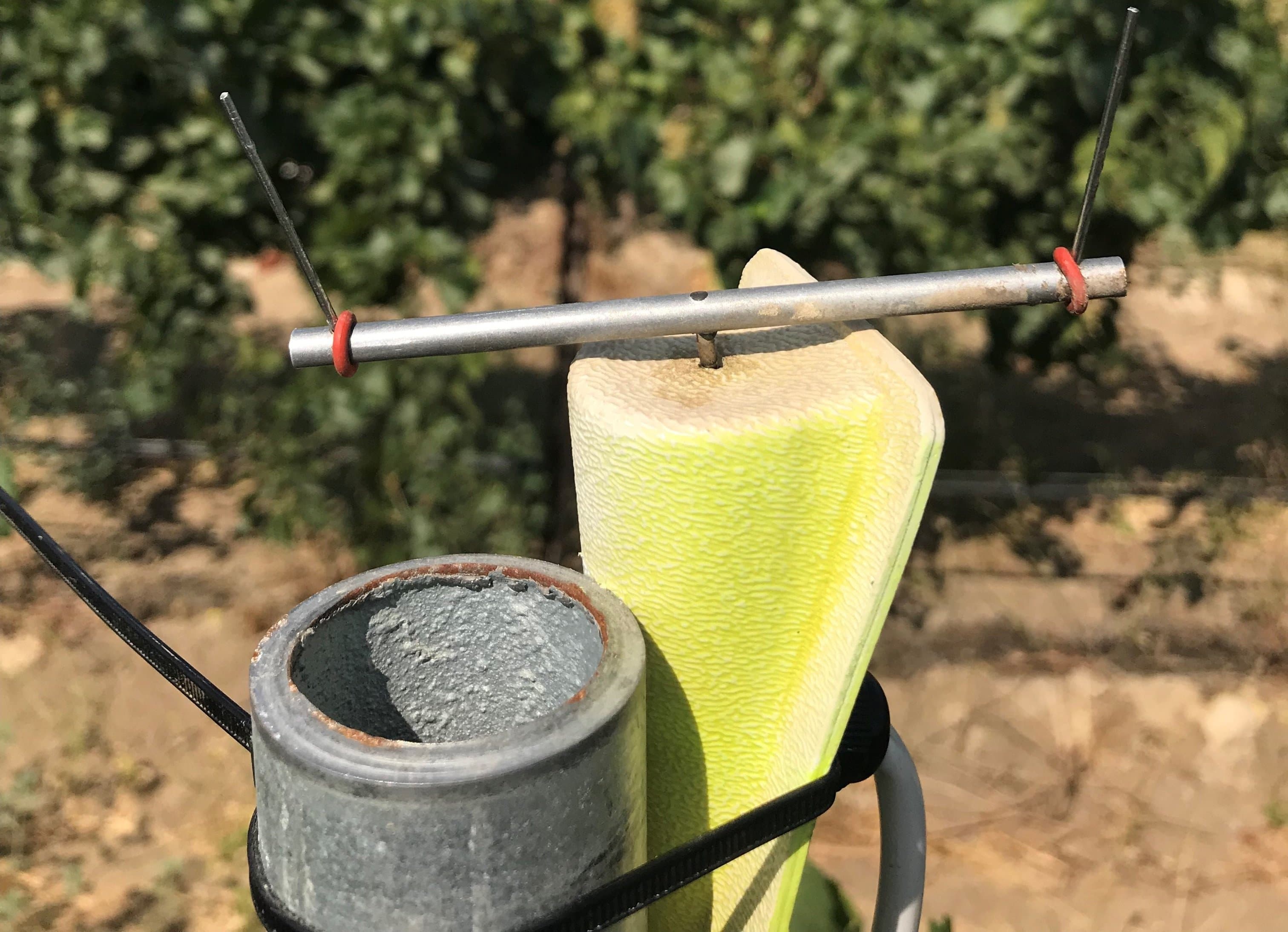 New Powdery Mildew Spore Trapping Technology for Grapes
