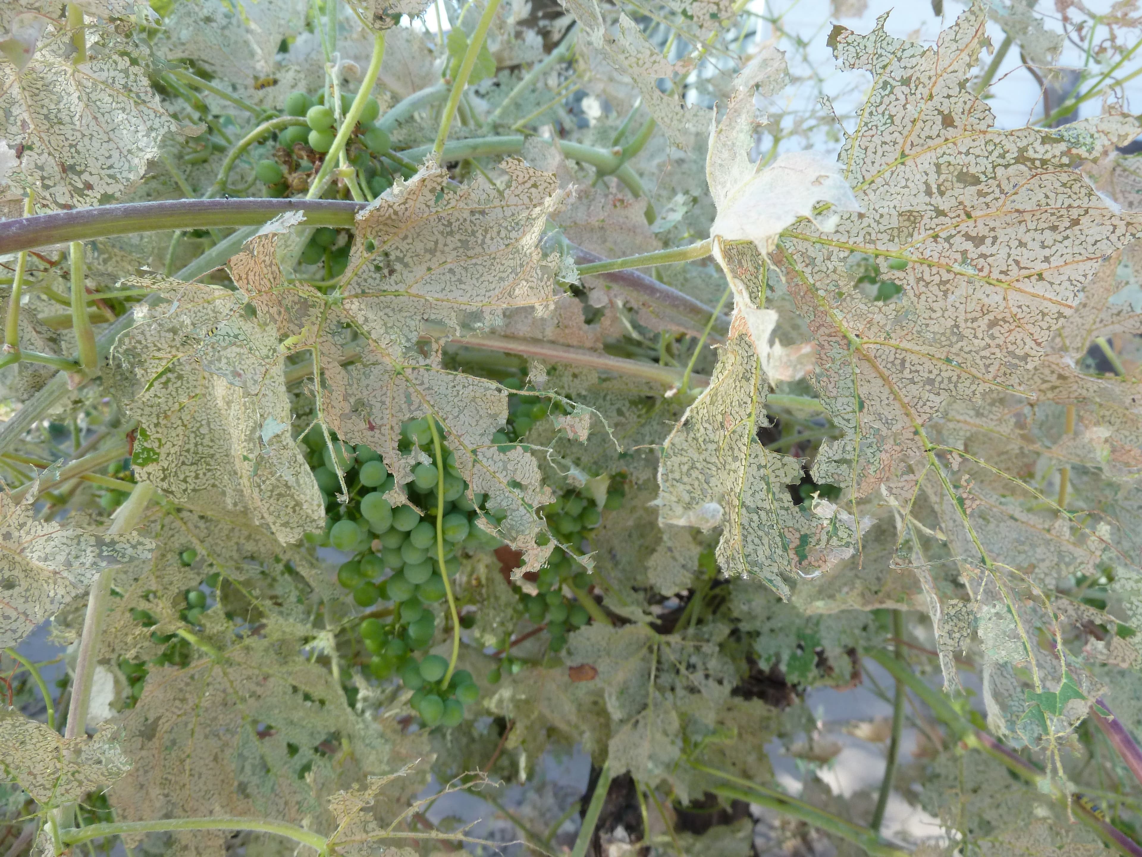 Resurgence of Western Grapeleaf Skeletonizer in California Vineyards