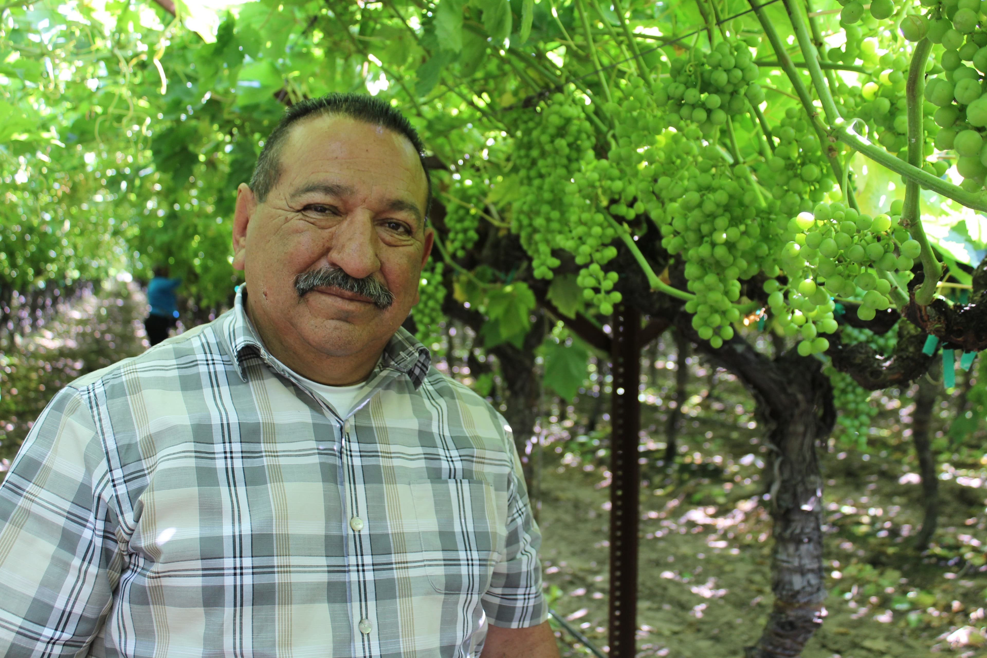 California Table Grape Crop Update with FLC George Rodriguez